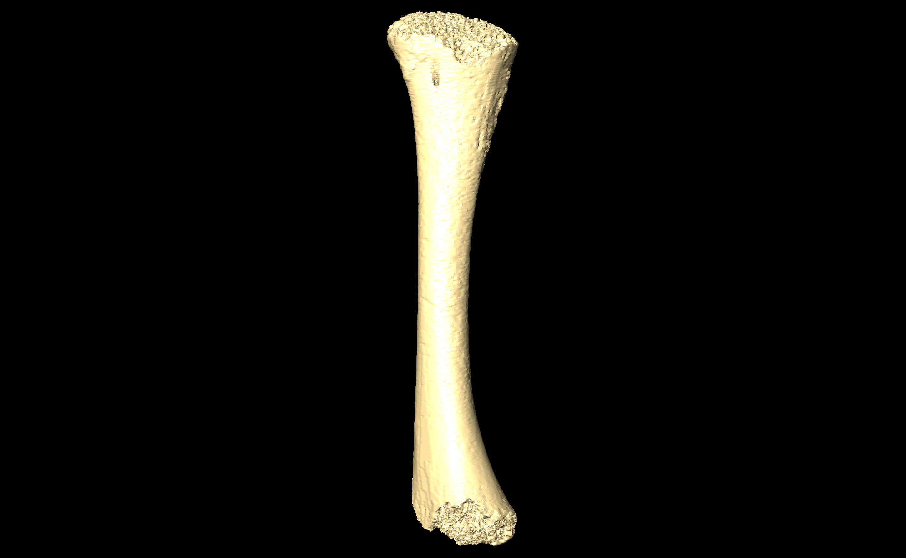 MNHN-HA-4252 (N° SV: 4252-05) Left Femur