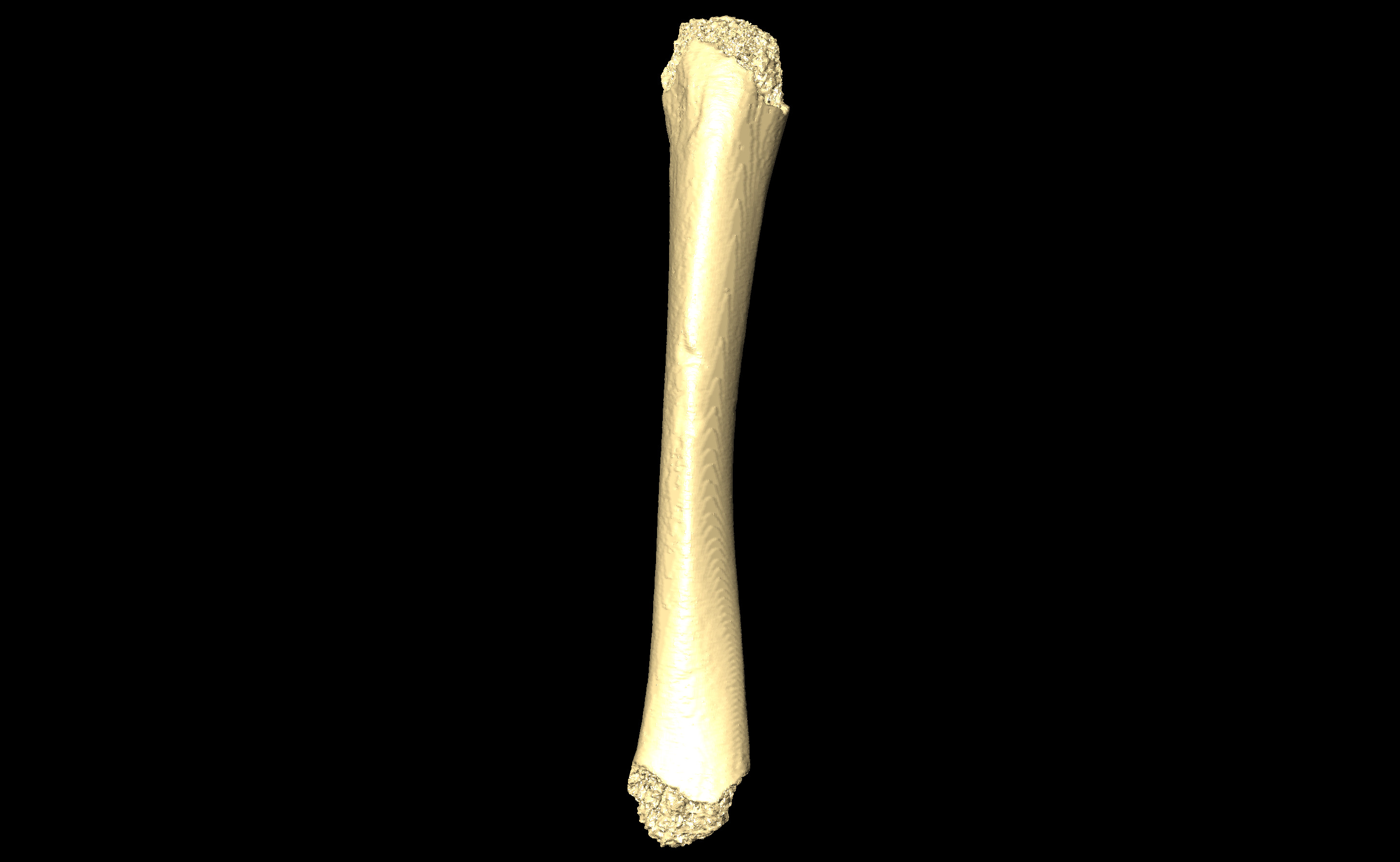 MNHN-HA-4252 (N° SV: 4252-03) Left Tibia