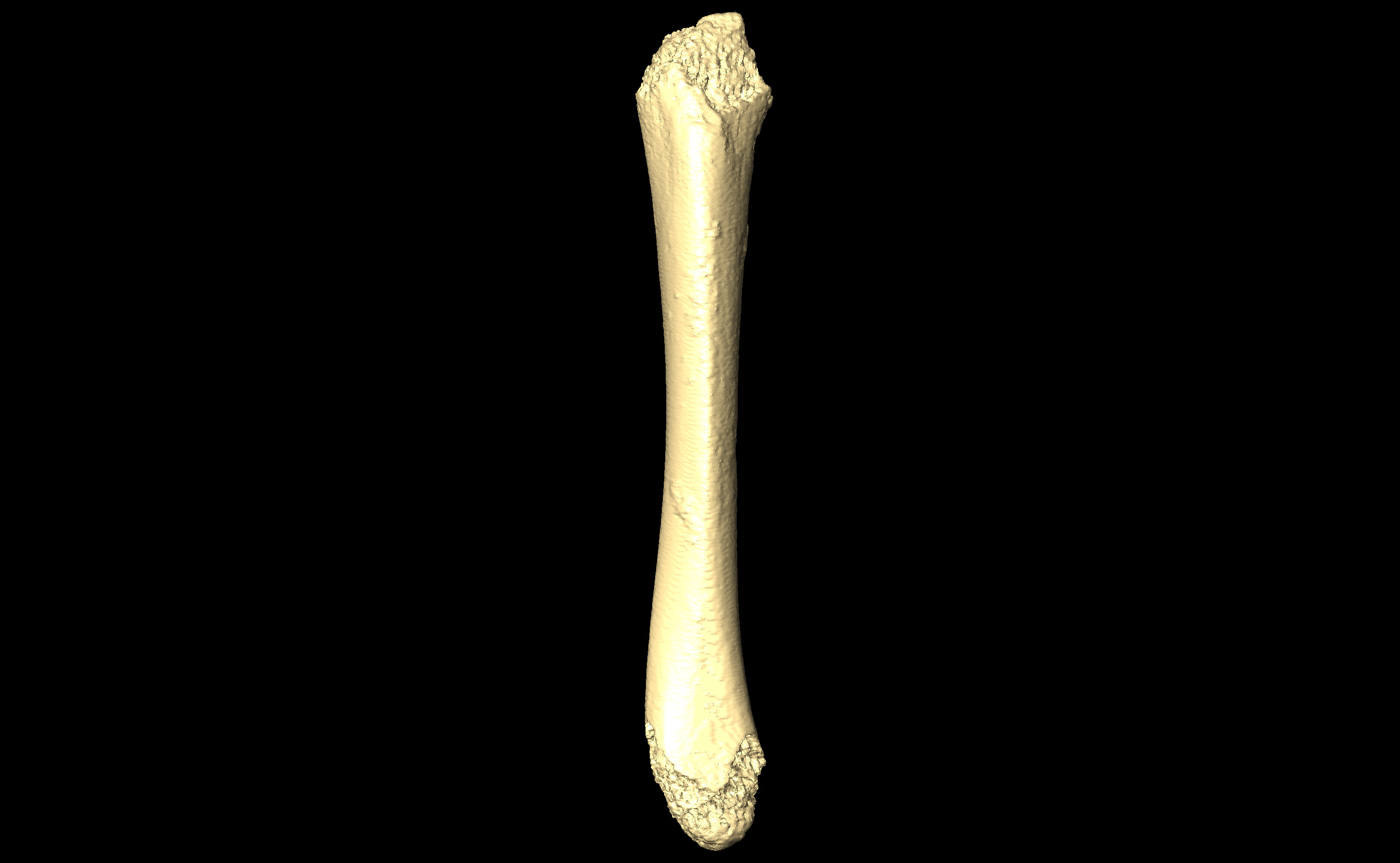 MNHN-HA-4252 (N° SV: 4252-04) Right Tibia