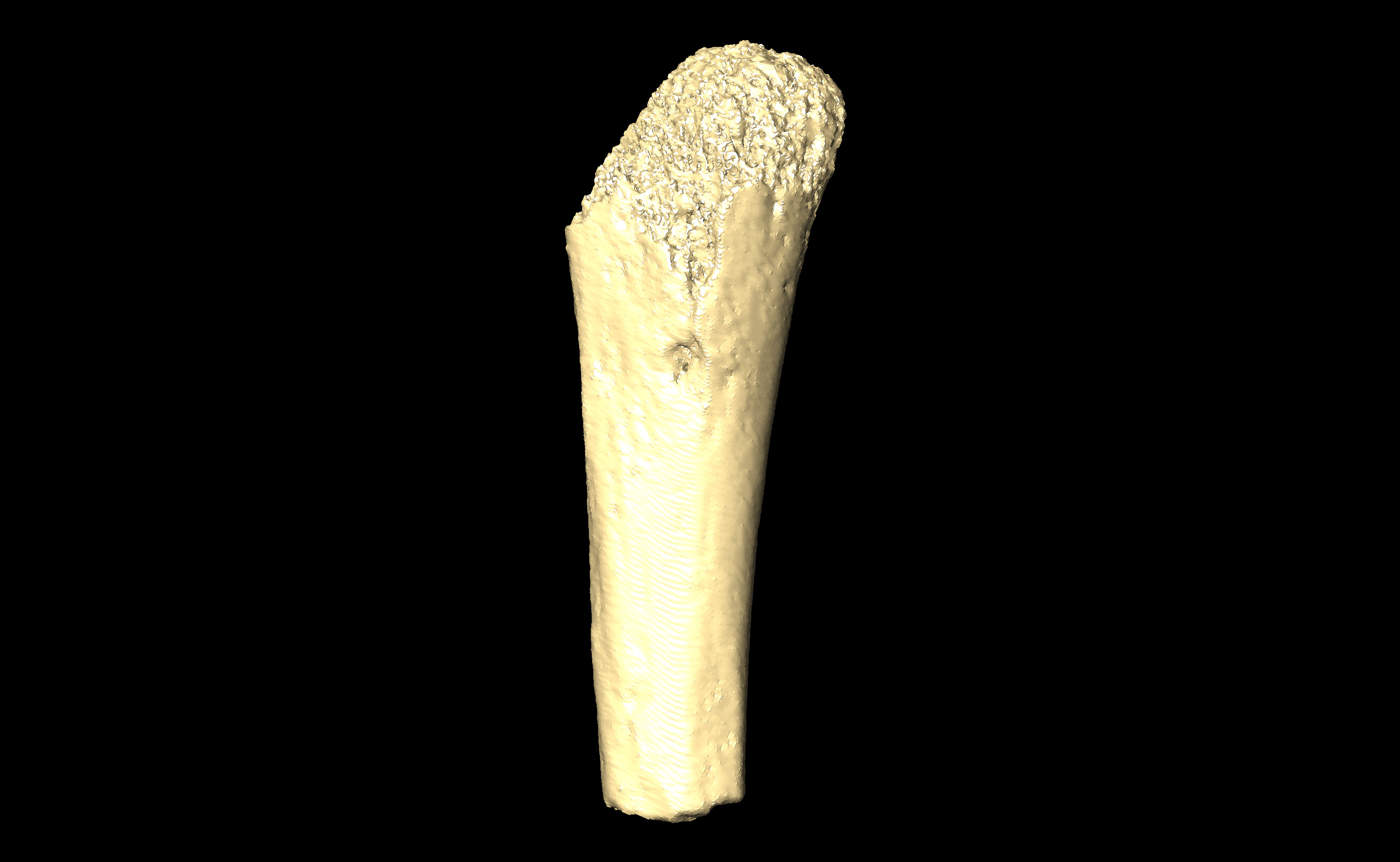 MNHN-HA-4252 (N° SV: 4252-08) Right Humerus