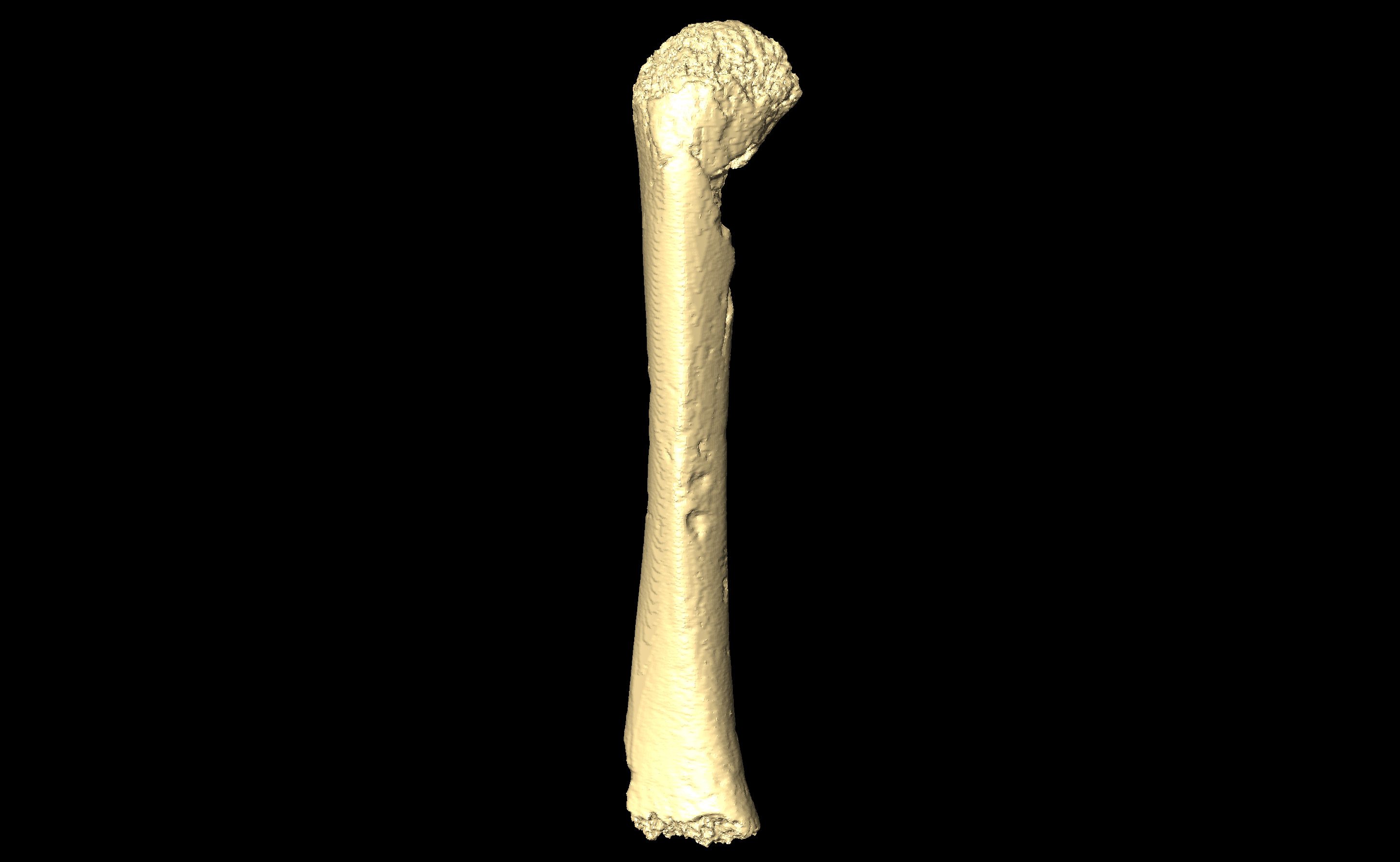 MNHN-HA-4252 (N° SV: 4252-07) Right Tibia