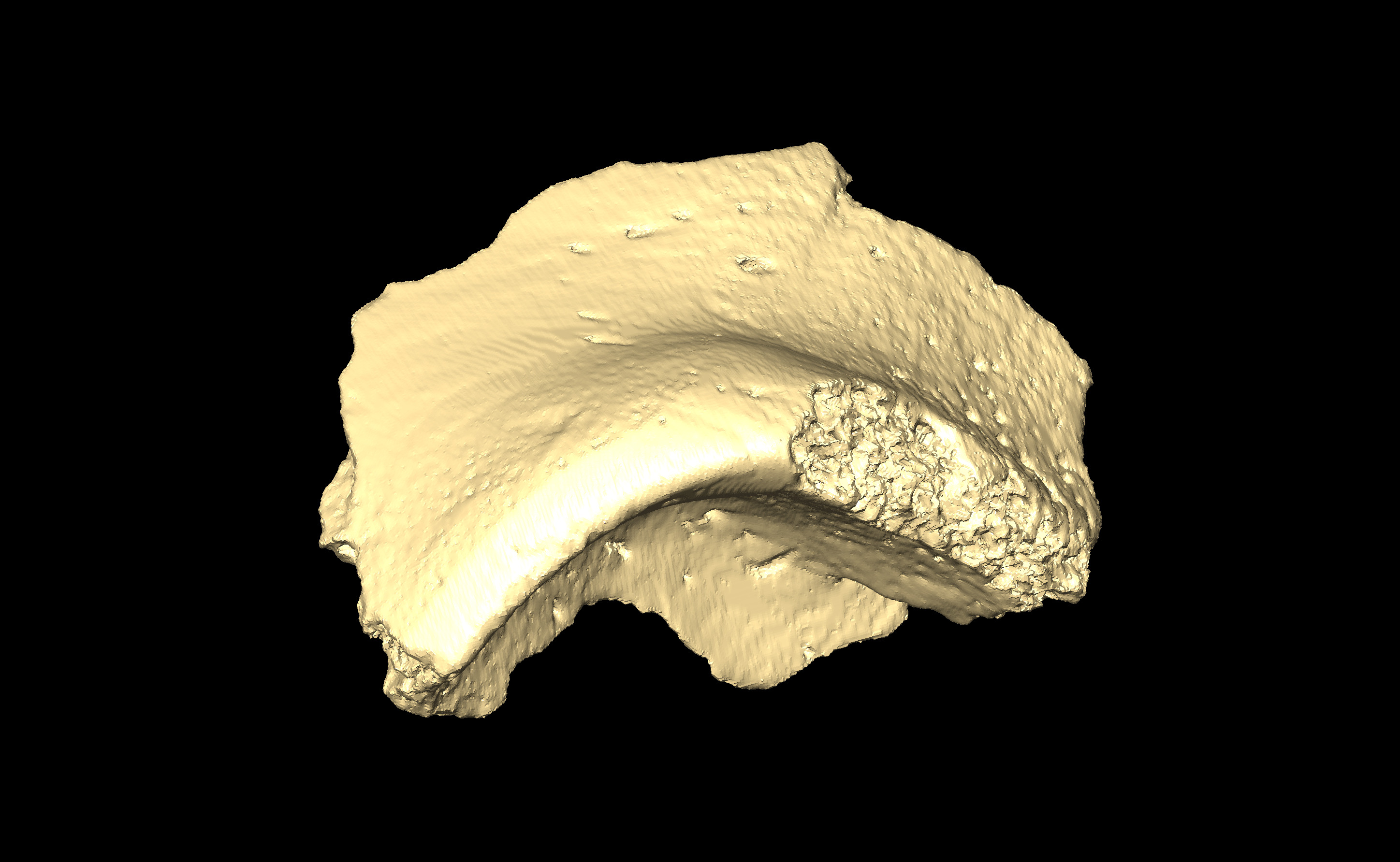 MNHN-HA-4252 (N° SV: 4252-11) Frontal