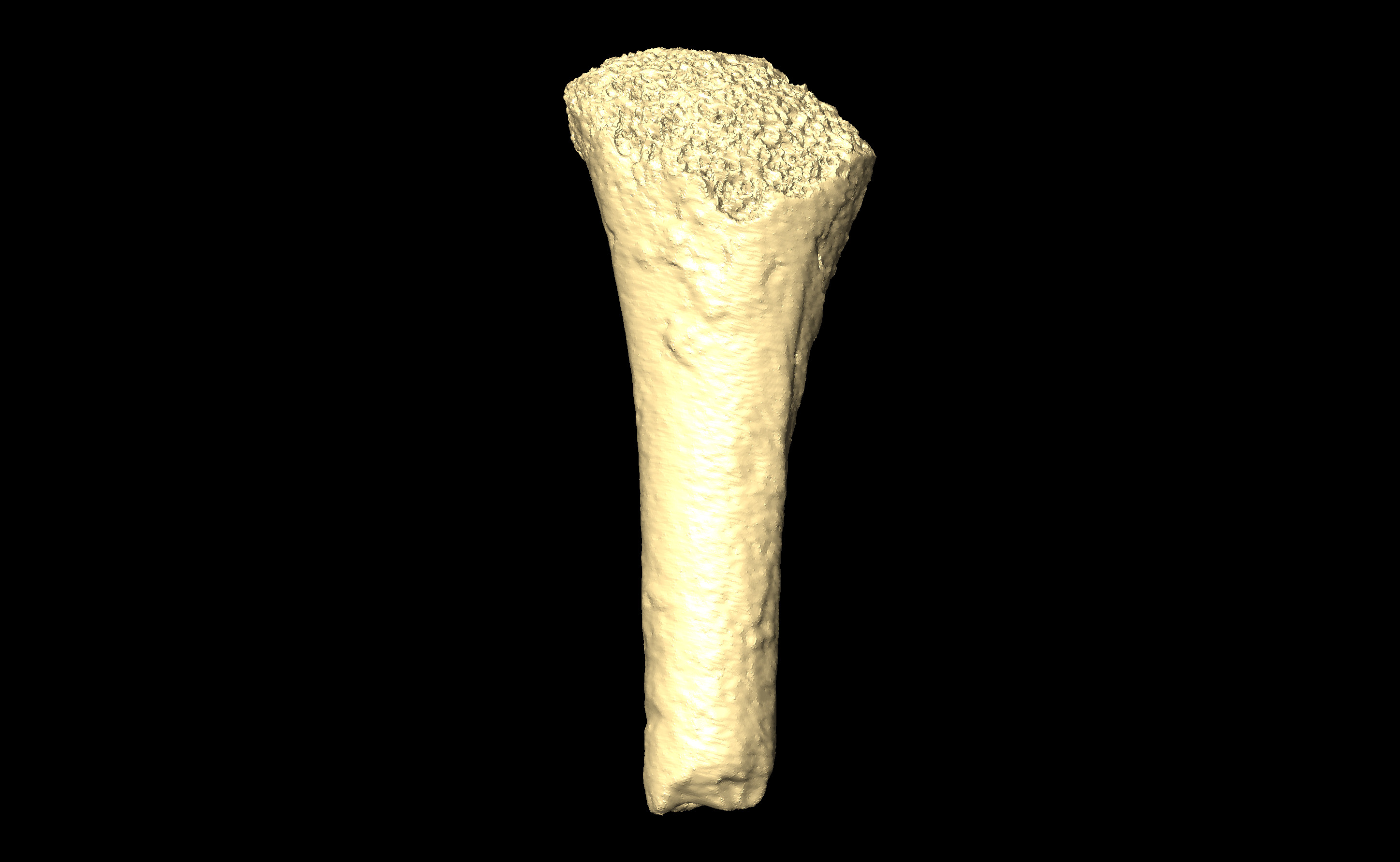 MNHN-HA-4252 (N° SV: 4252-09) Left Femur