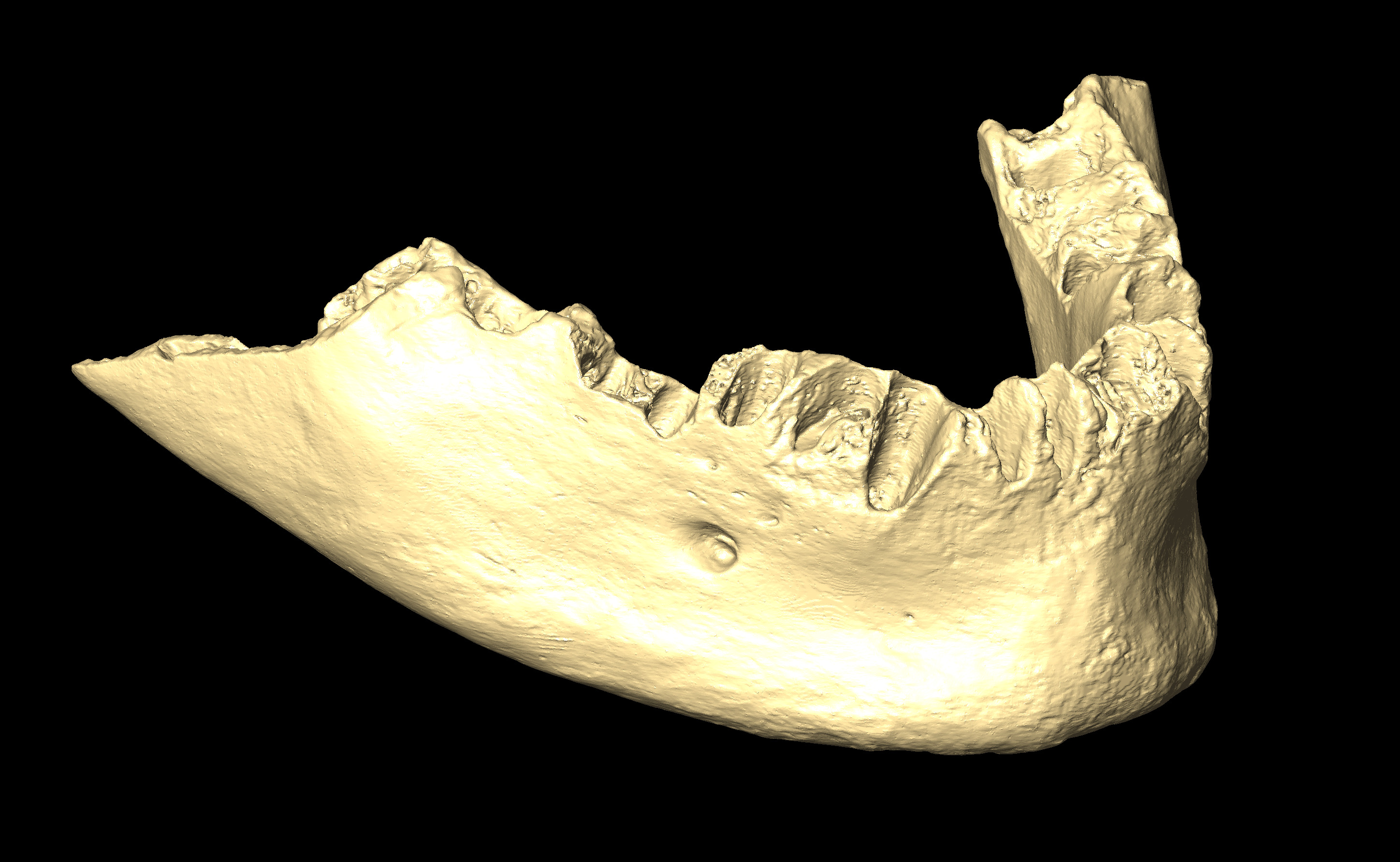 MNHN-HA-4256 Mandible