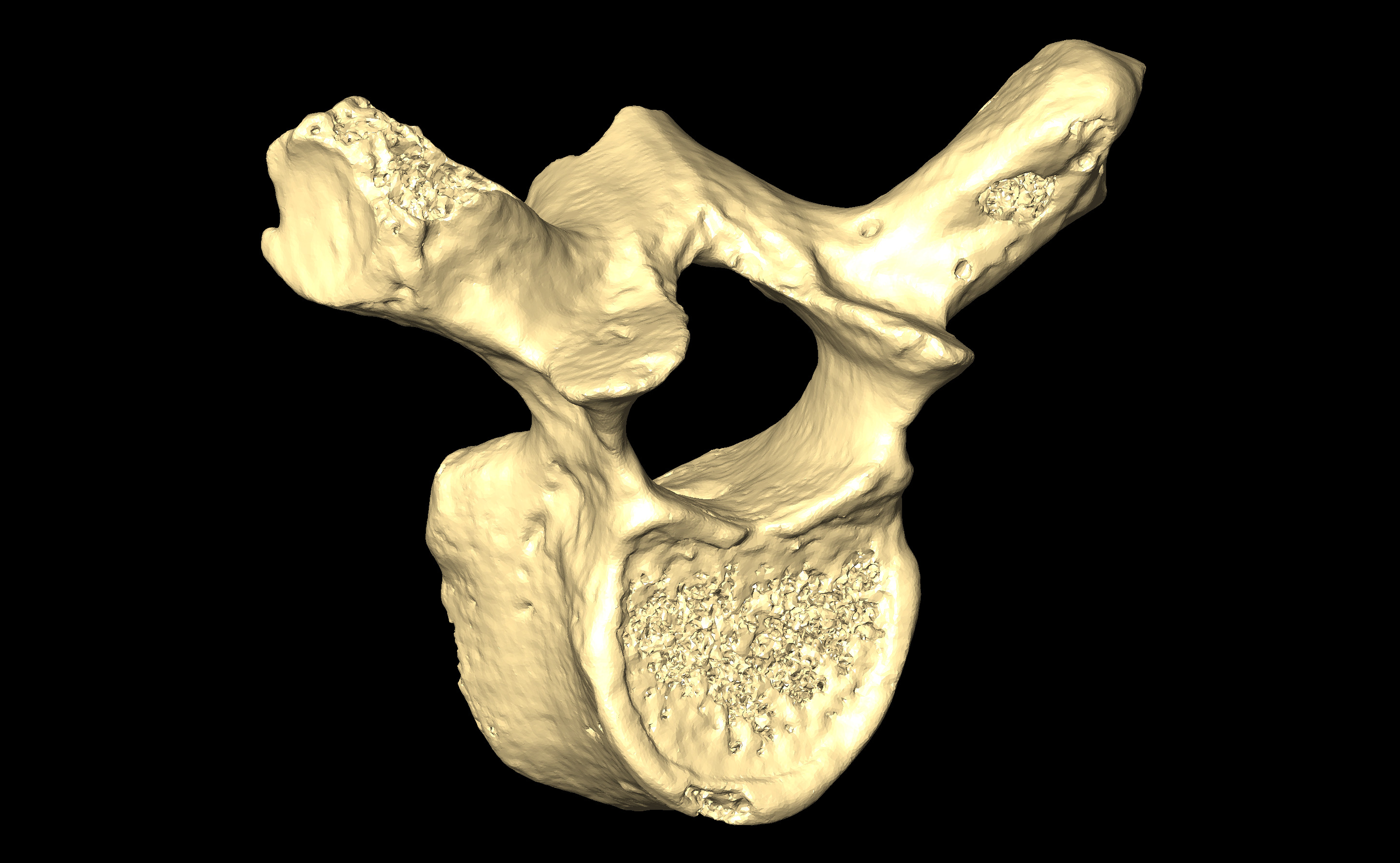 MNHN-HA-4264 Thoracic Vertebra