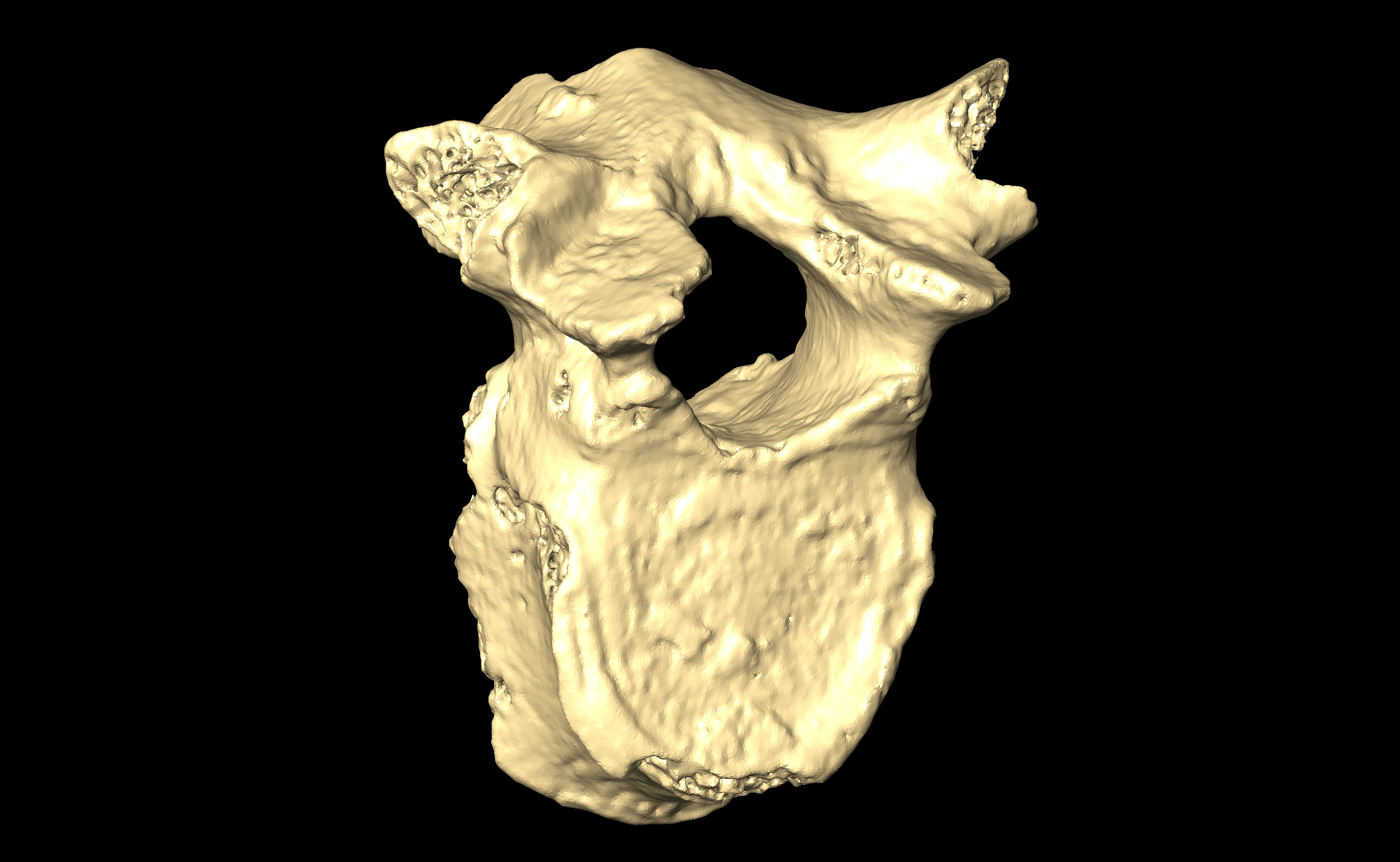 MNHN-HA-4263 Thoracic Vertebra