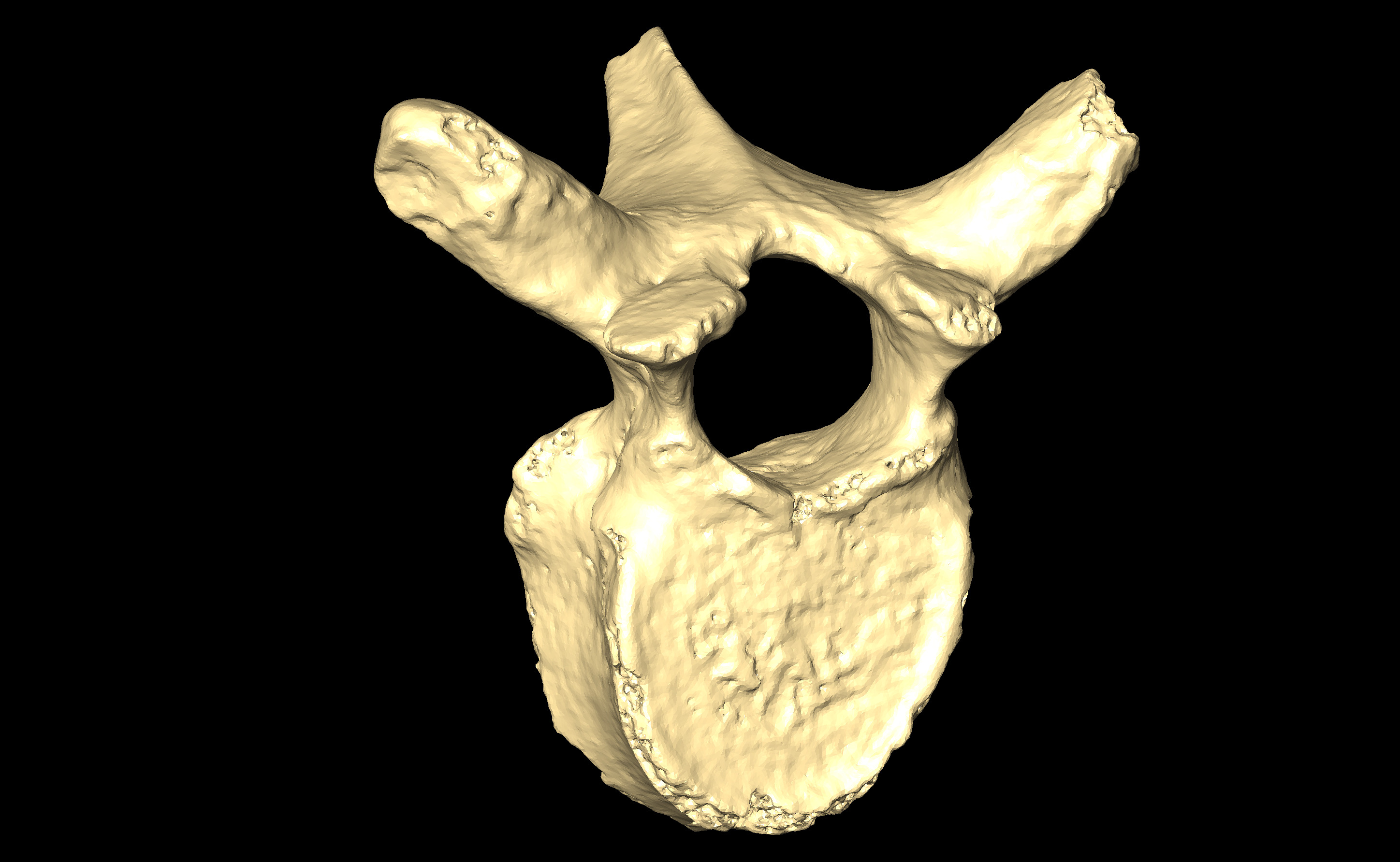 MNHN-HA-4265 Thoracic Vertebra