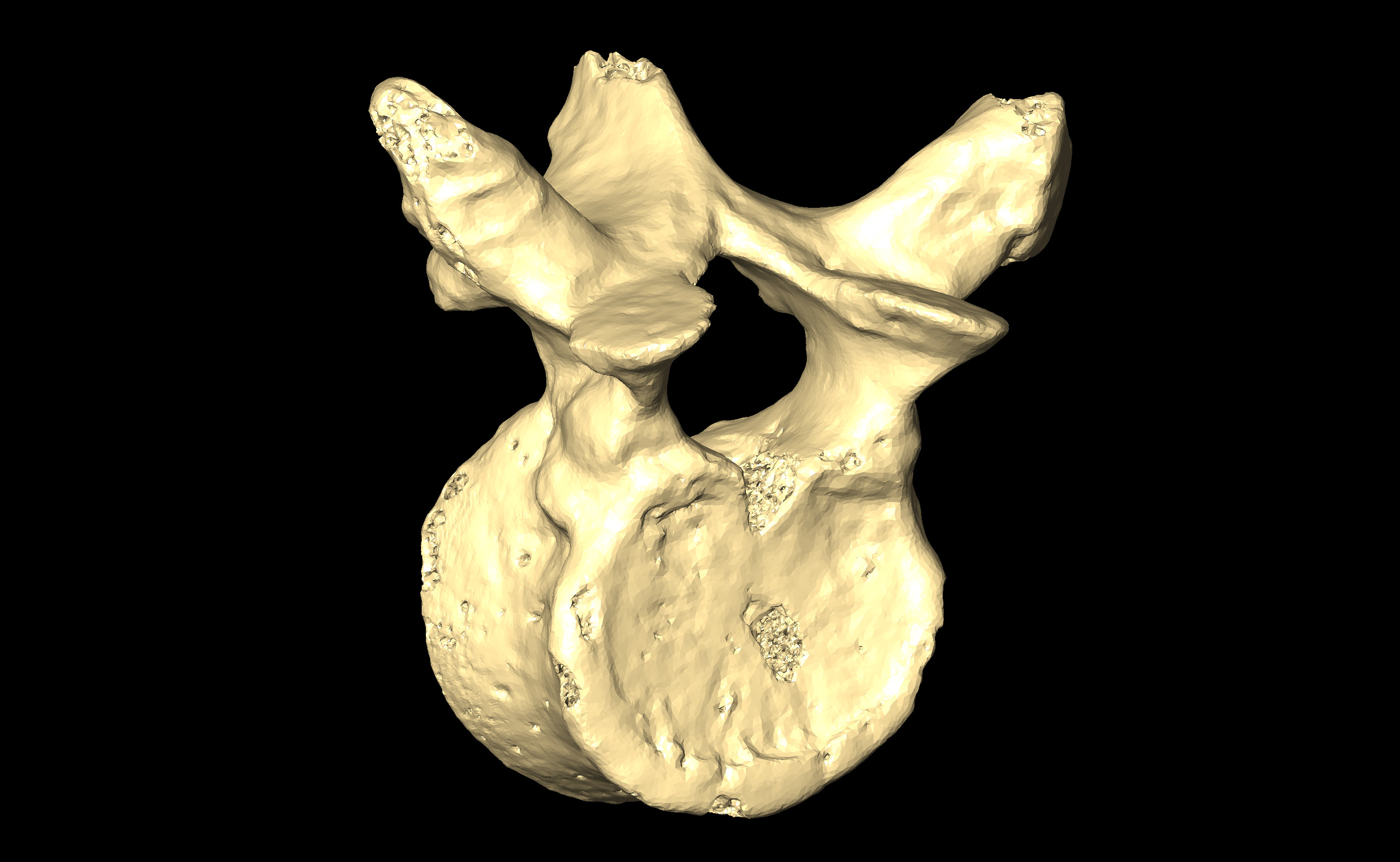 MNHN-HA-4269 Thoracic Vertebra