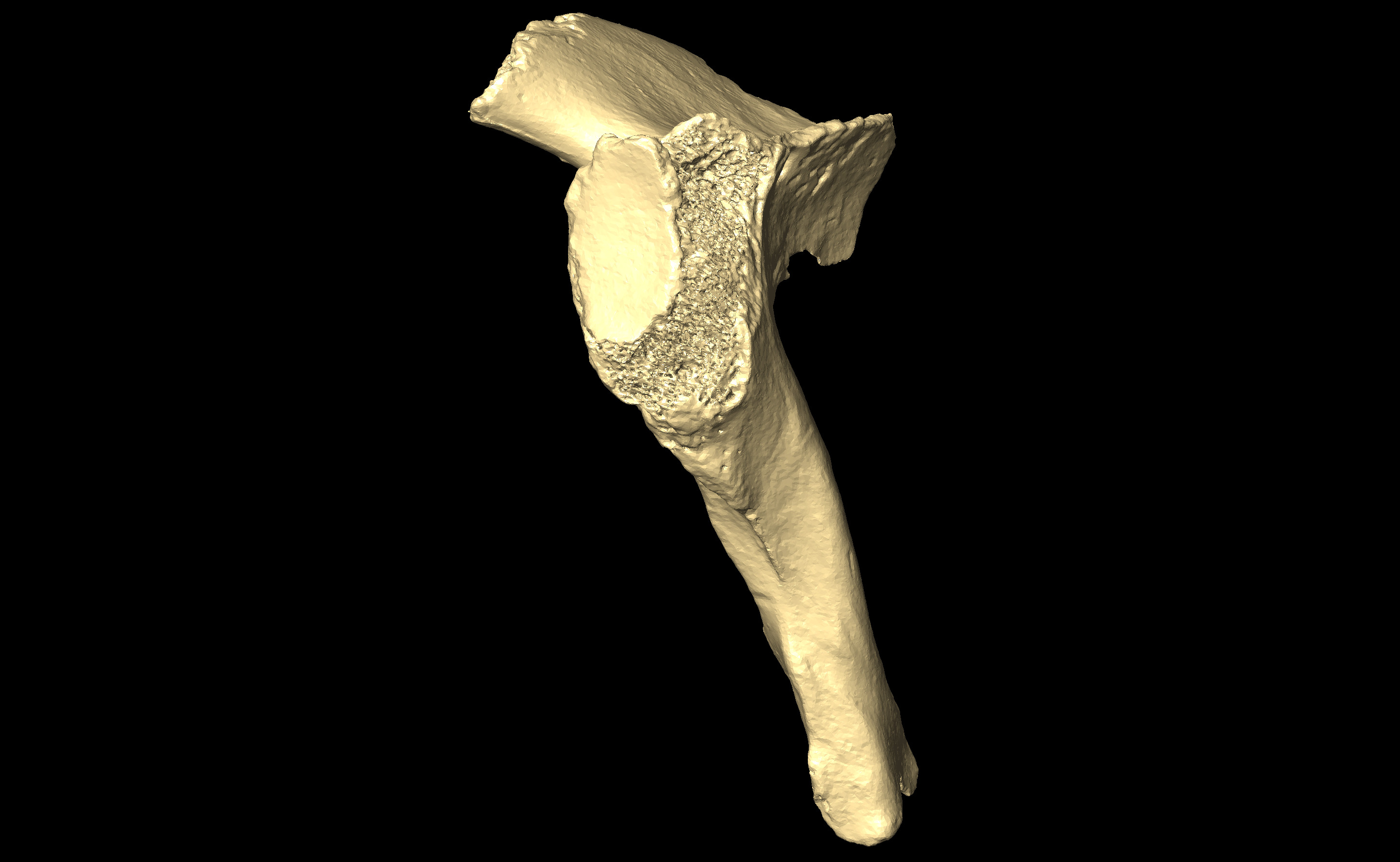 MNHN-HA-4292 Right Scapula