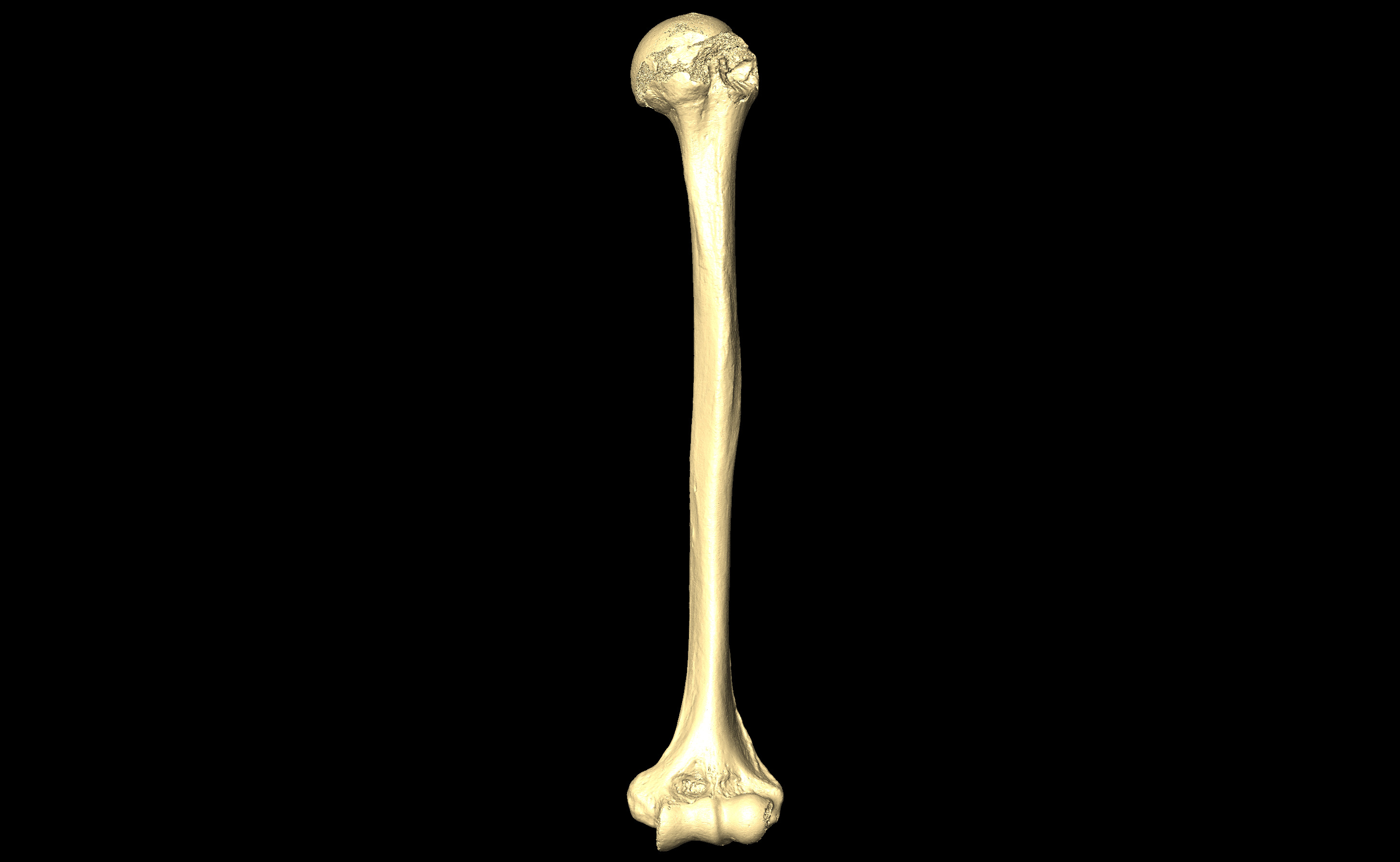 MNHN-HA-4293 Left Humerus