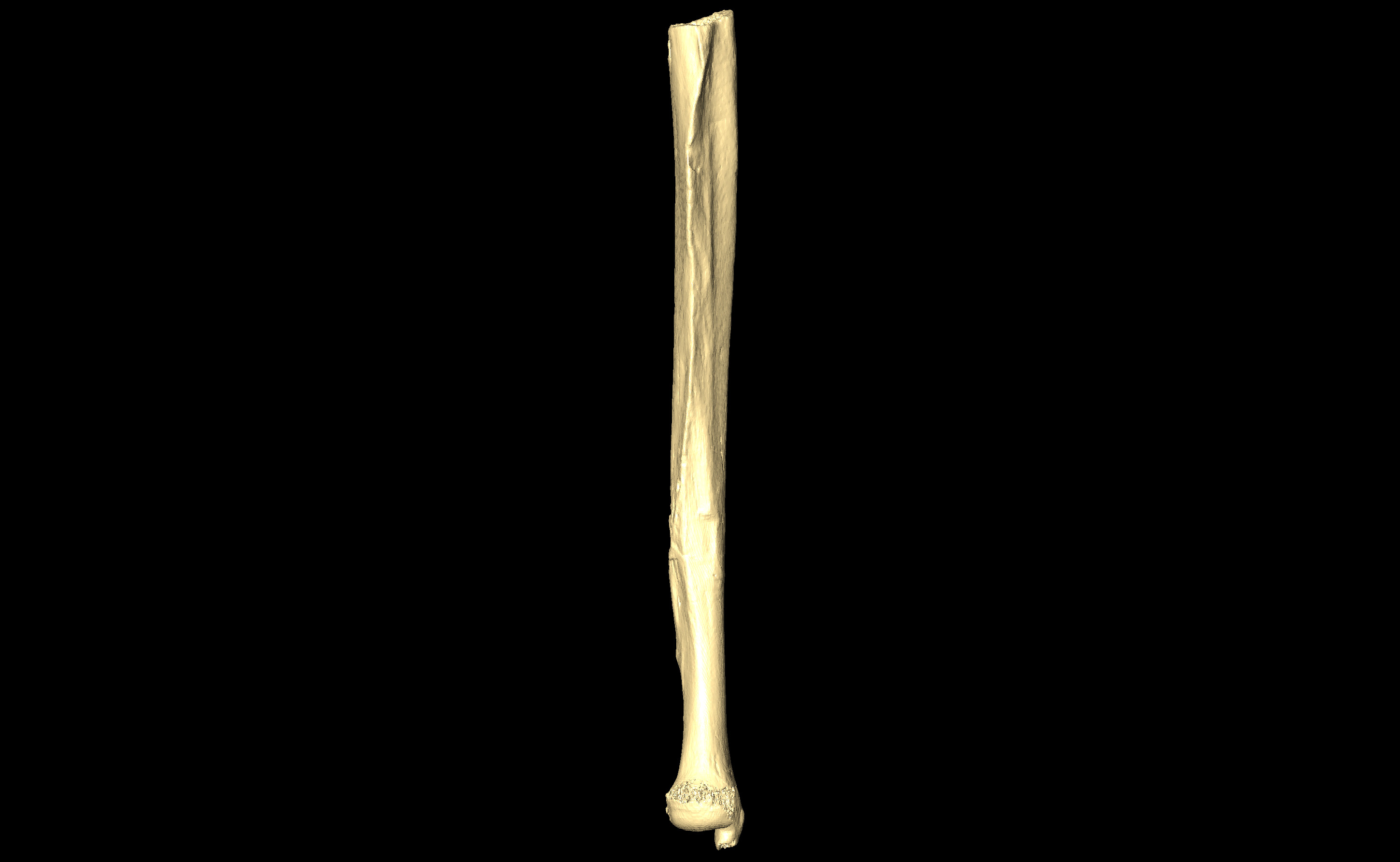 MNHN-HA-4298 Left Ulna