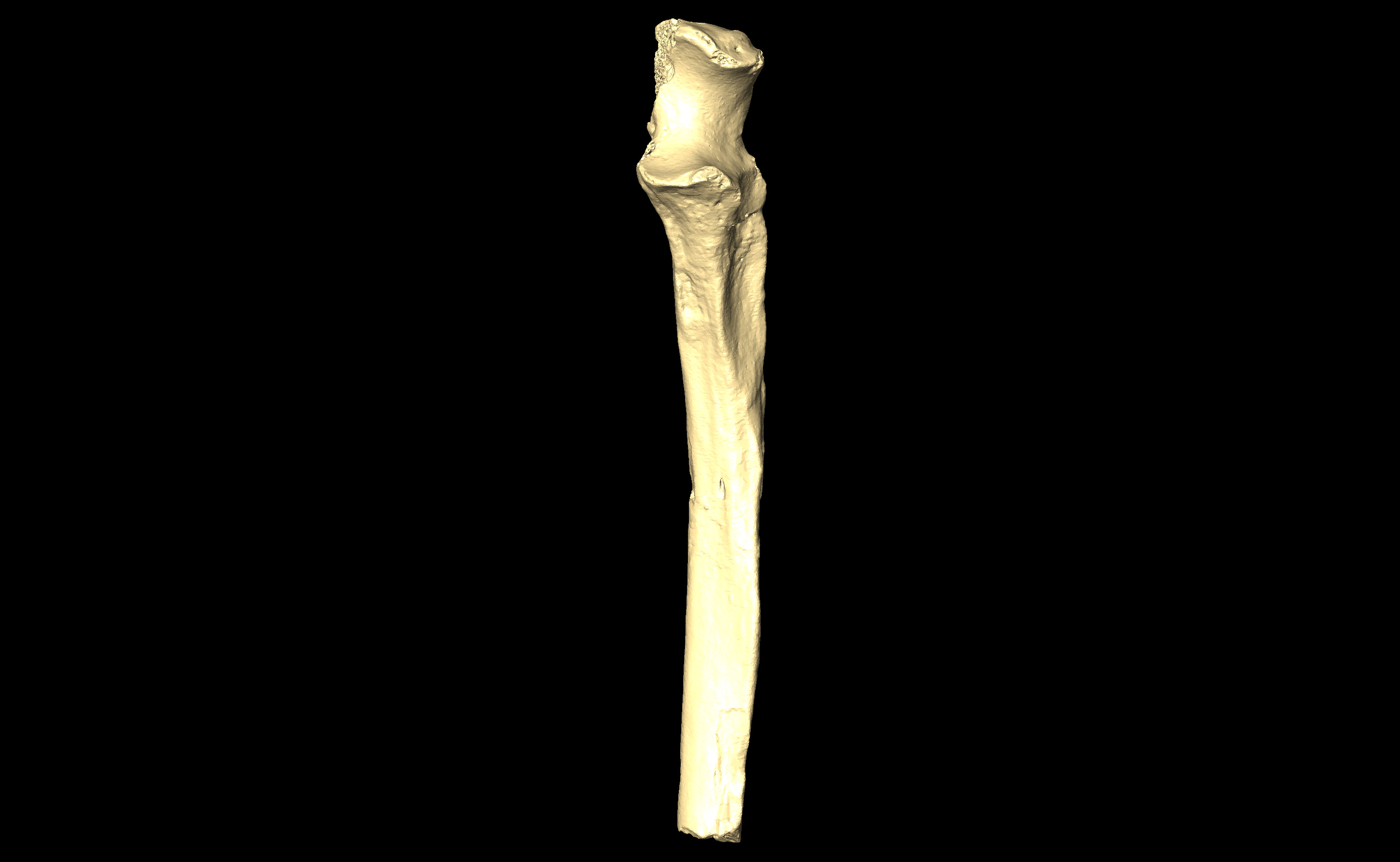 MNHN-HA-4301 Left Ulna