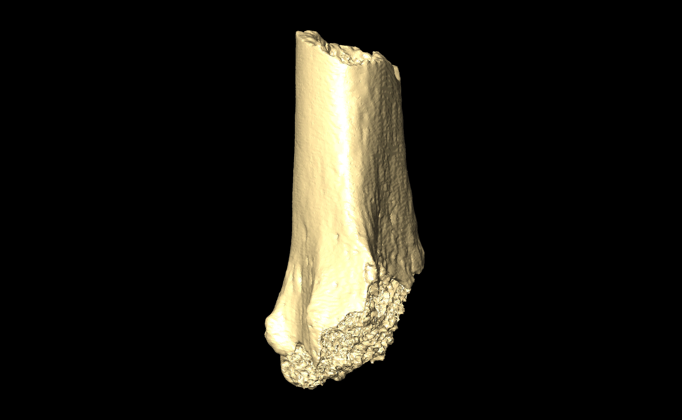 MNHN-HA-4304 (N° SV: 4304-distal) Right Radius