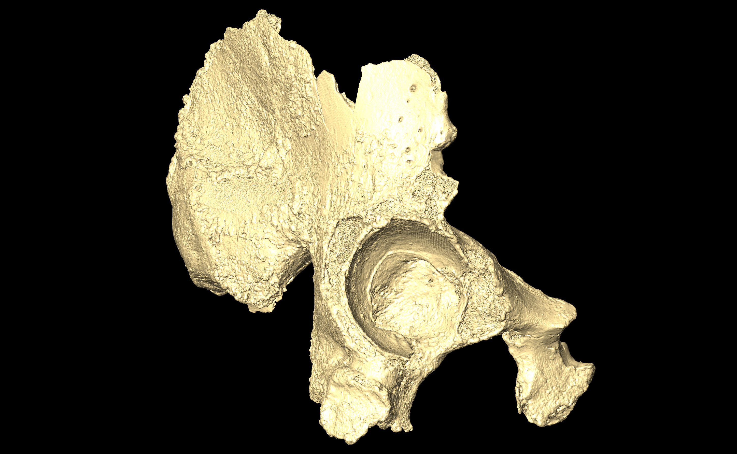 MNHN-HA-4314 (N° SV: 4314a) Right Os coxae