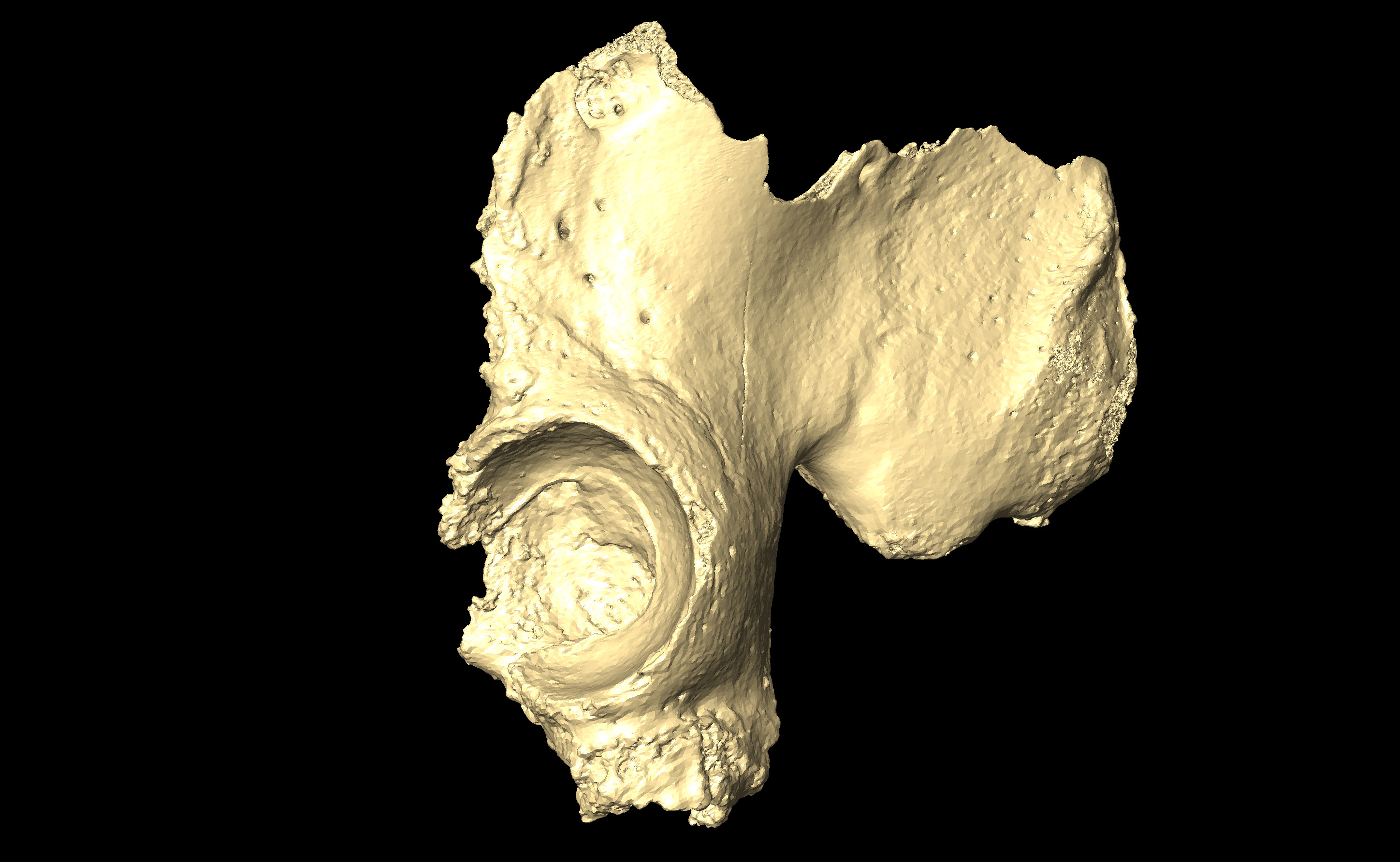 MNHN-HA-4314 (N° SV: 4314b) Left Os coxae