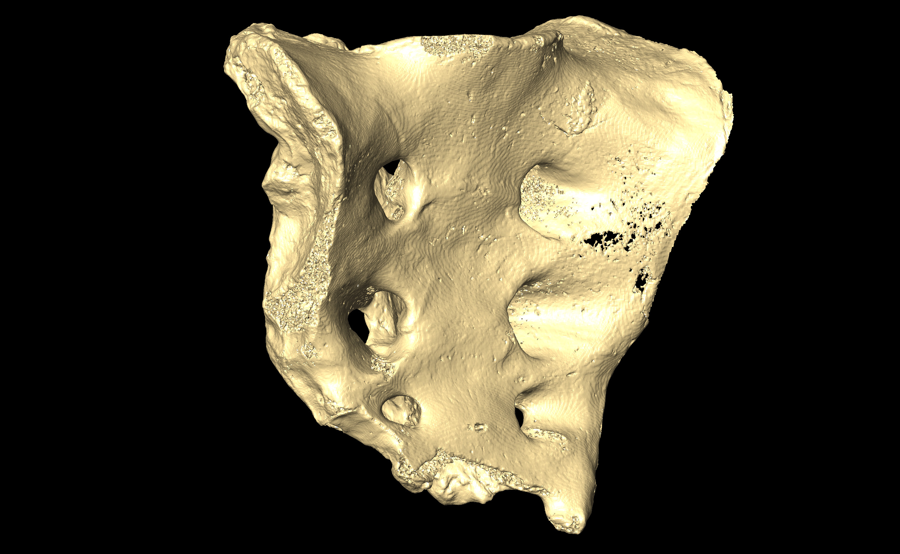 MNHN-HA-4314 (N° SV: 4314c) Sacrum