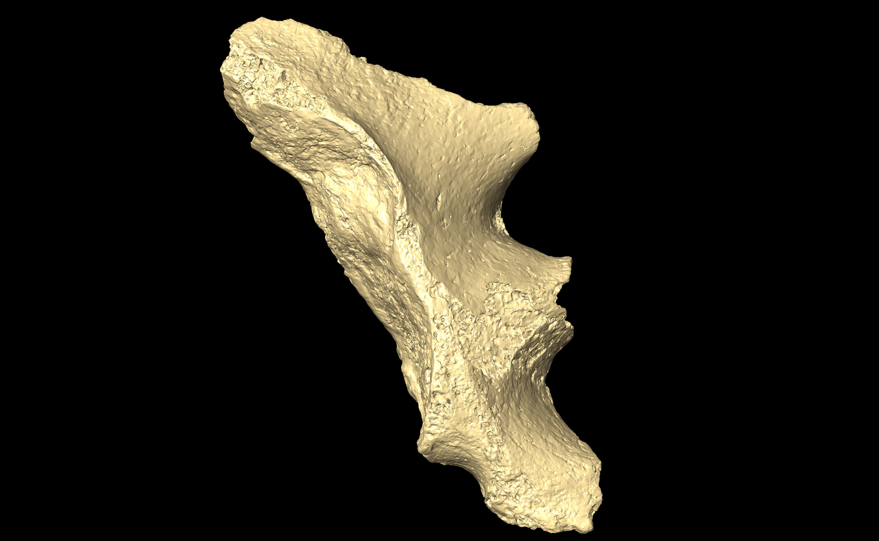 MNHN-HA-4319 Right Sacrum