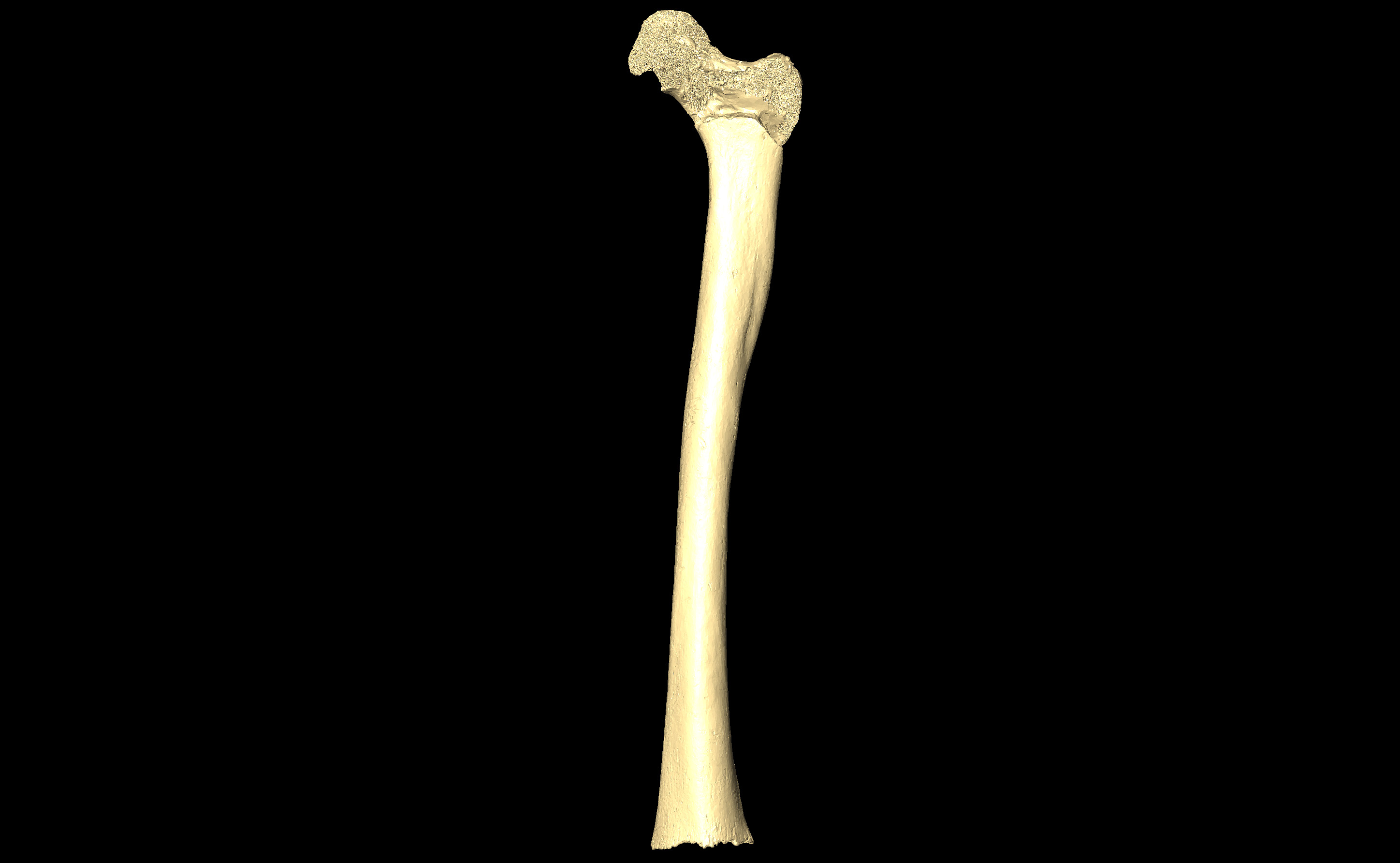 MNHN-HA-4322 Left Femur