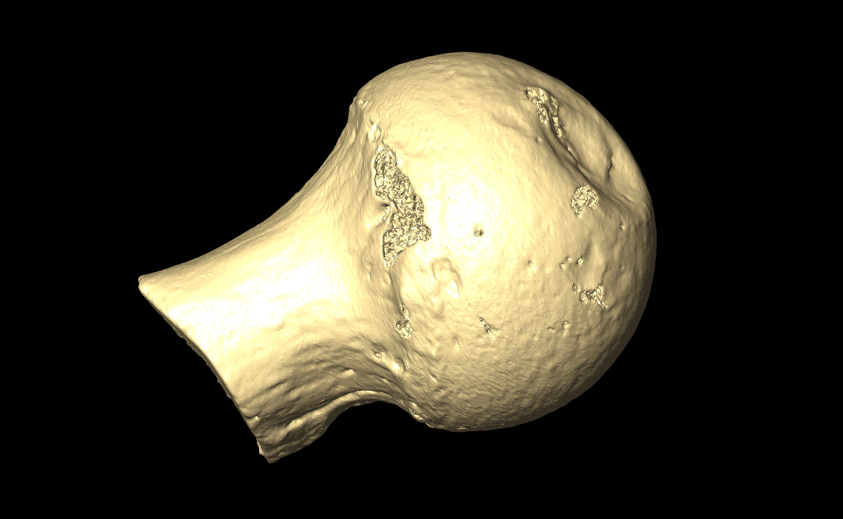 MNHN-HA-4321 Right Femur