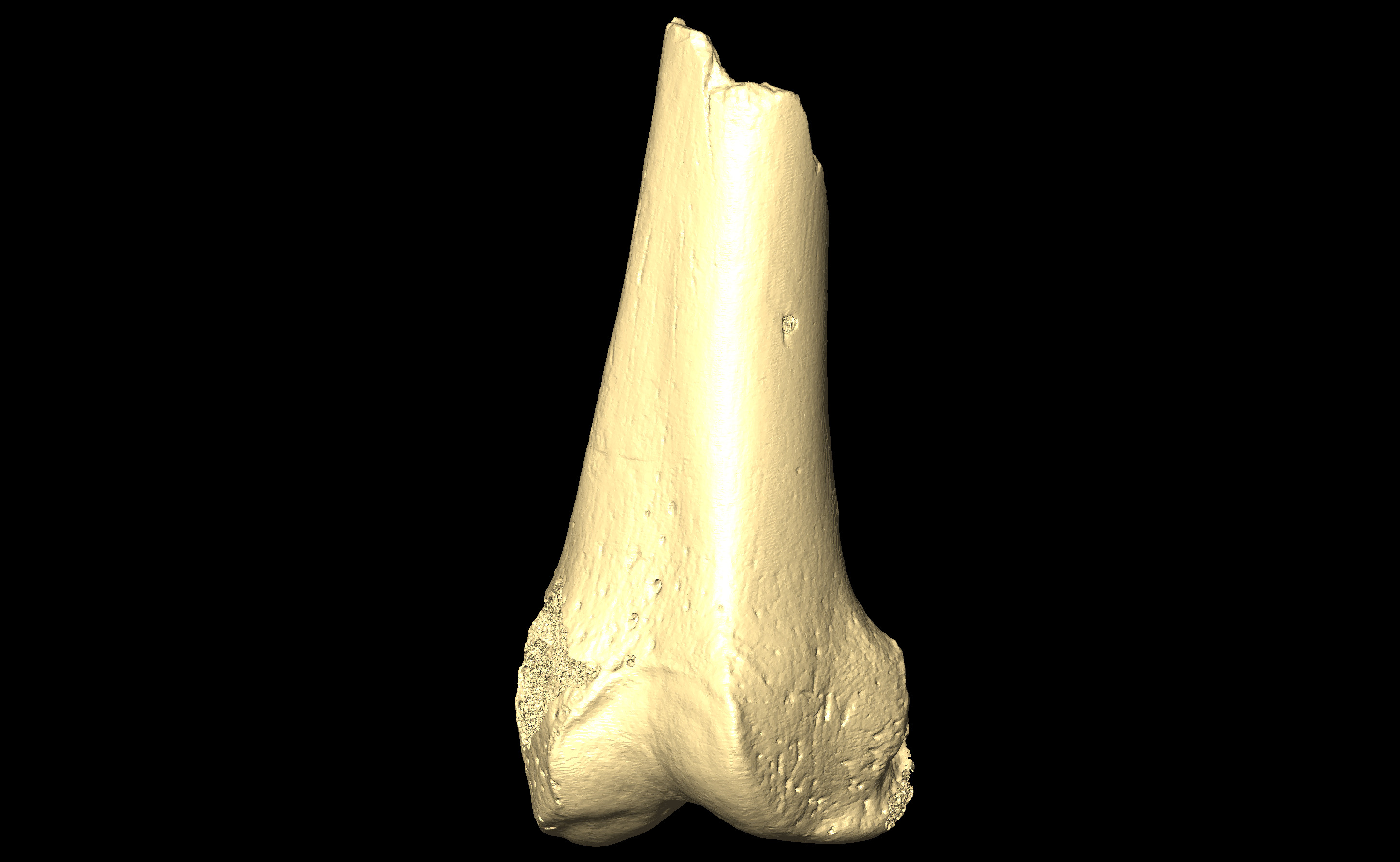 MNHN-HA-4329 Left Femur