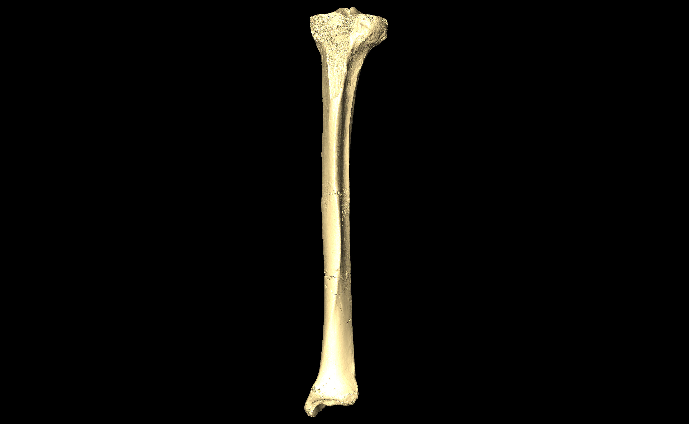 MNHN-HA-4330 Left Tibia