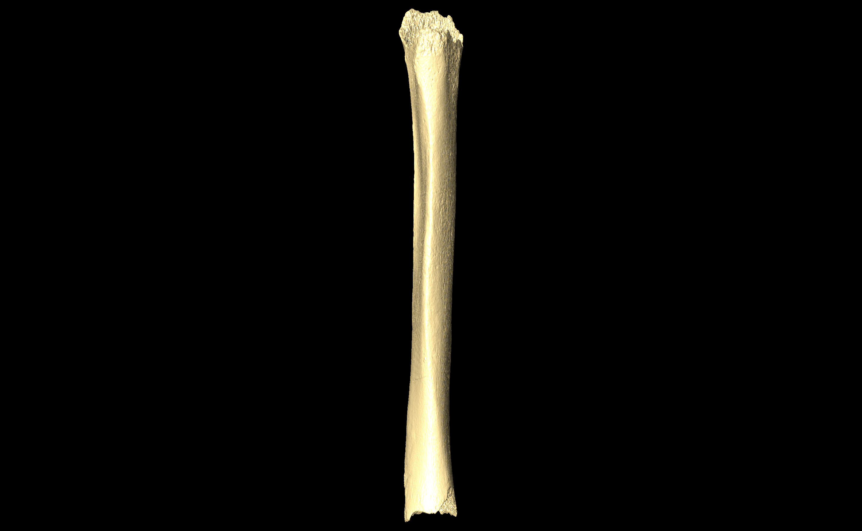 MNHN-HA-4332 Right Tibia