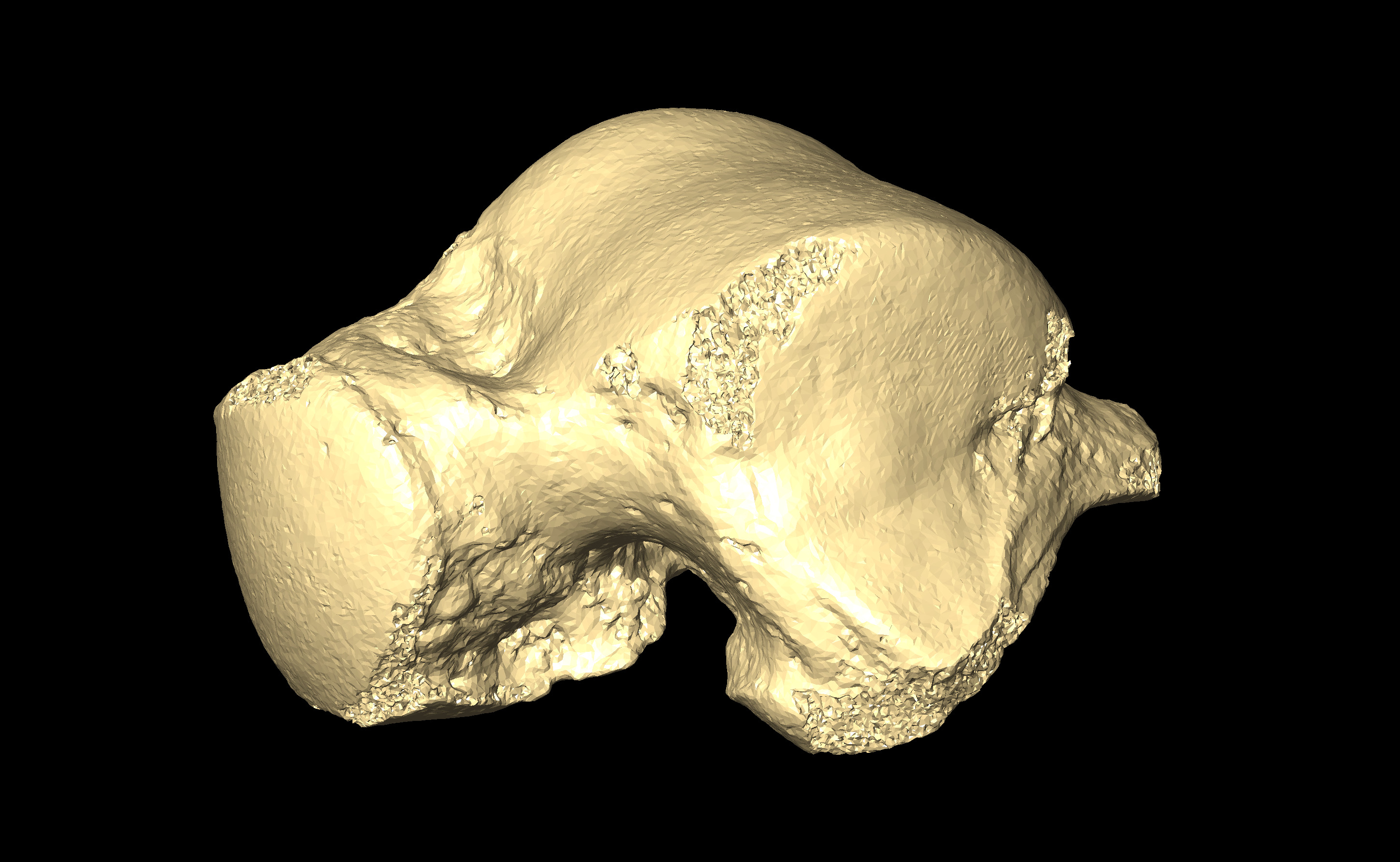 MNHN-HA-4337 Left Talus