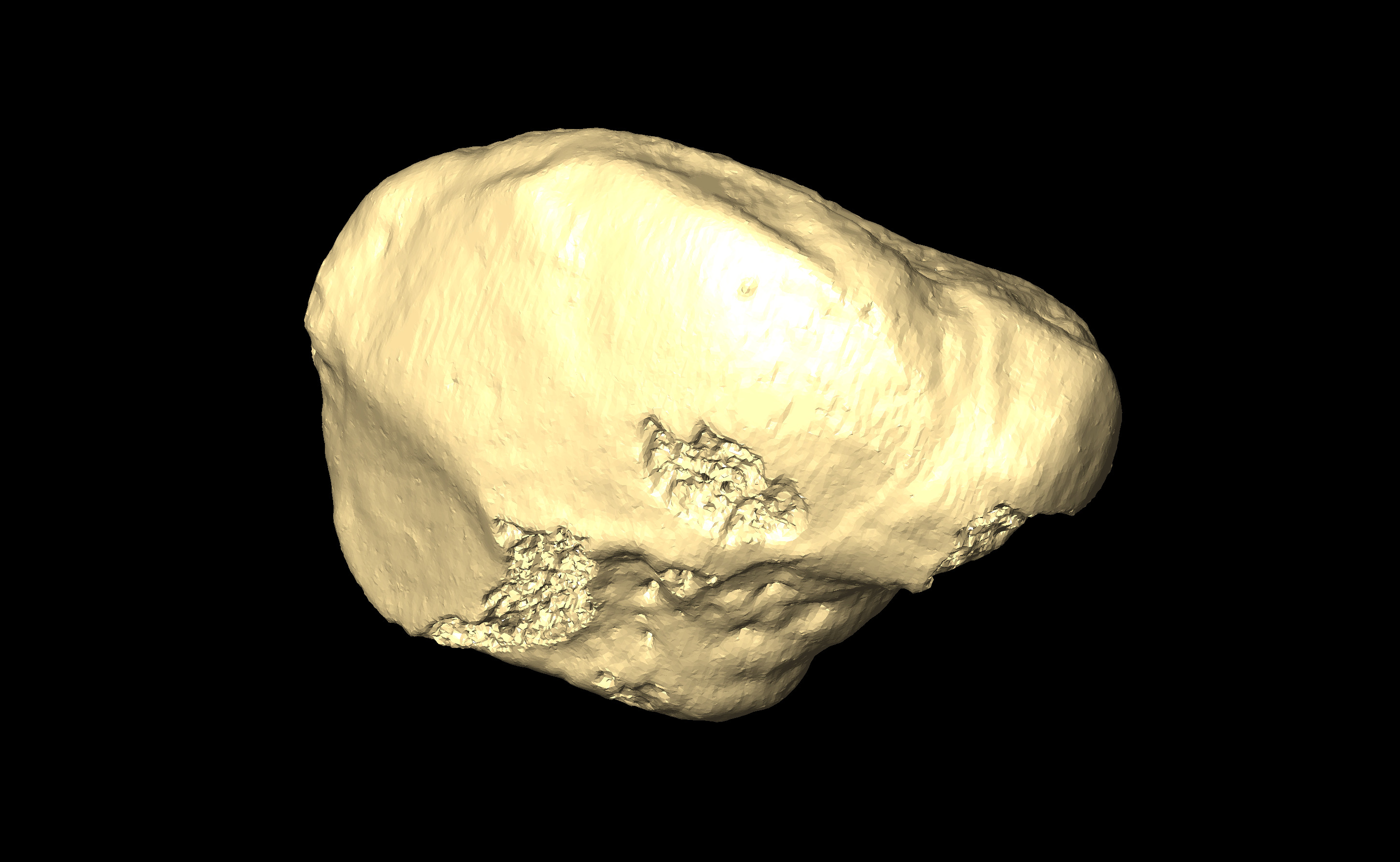 MNHN-HA-4339 Right Navicular