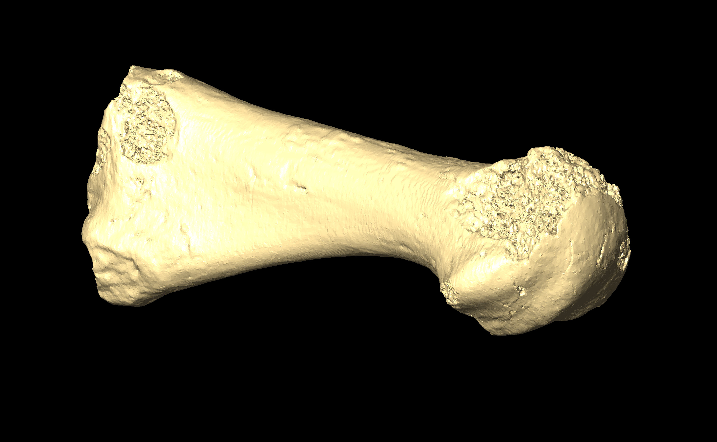 MNHN-HA-4345-bis Right Metatarsal 1