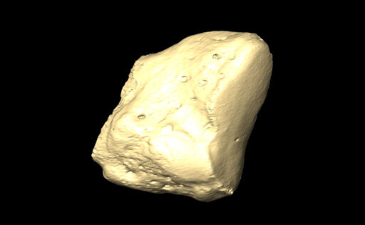 MNHN-HA-4342 Left Medial Cuneiform