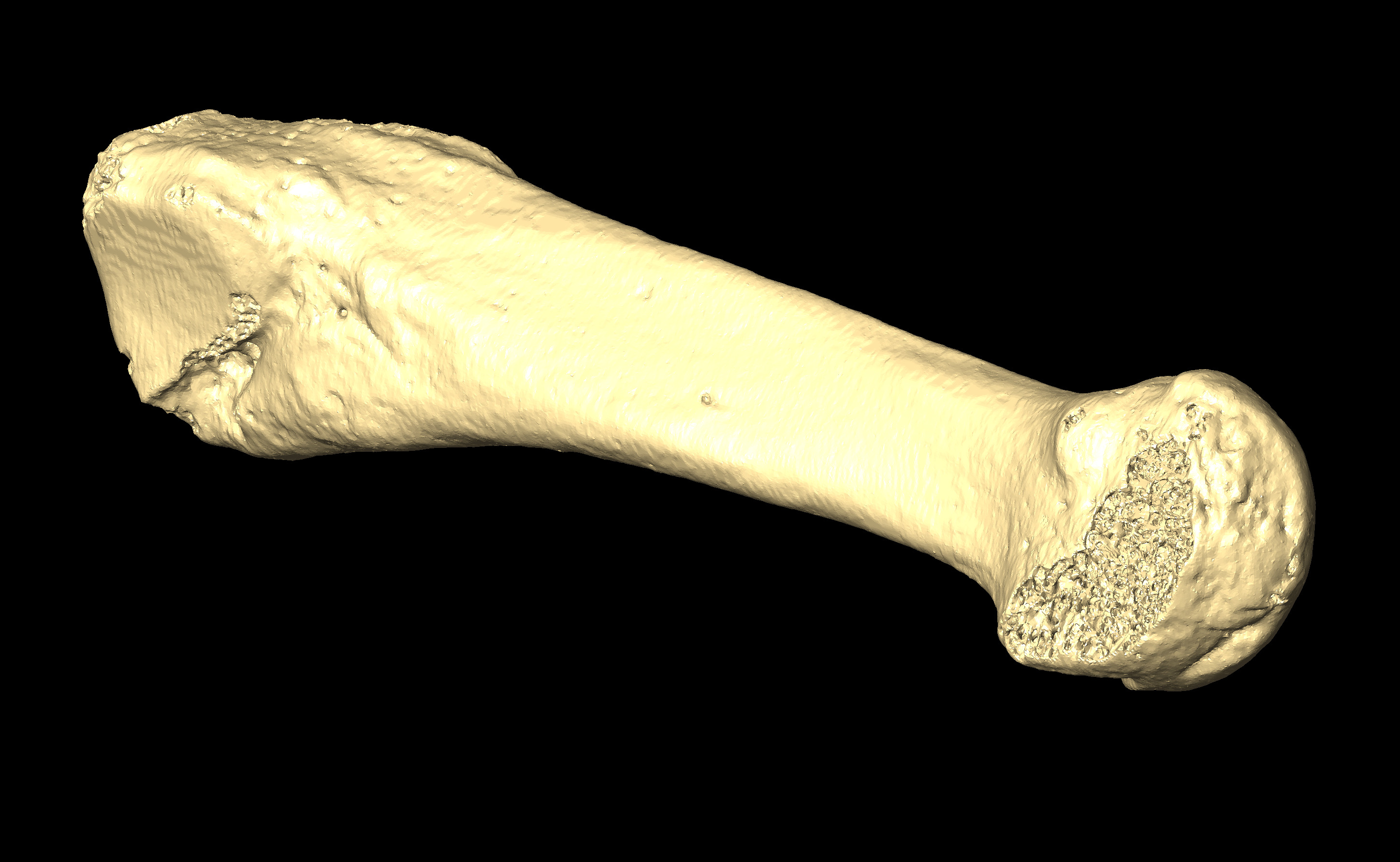 MNHN-HA-4347 Right Metatarsal 4