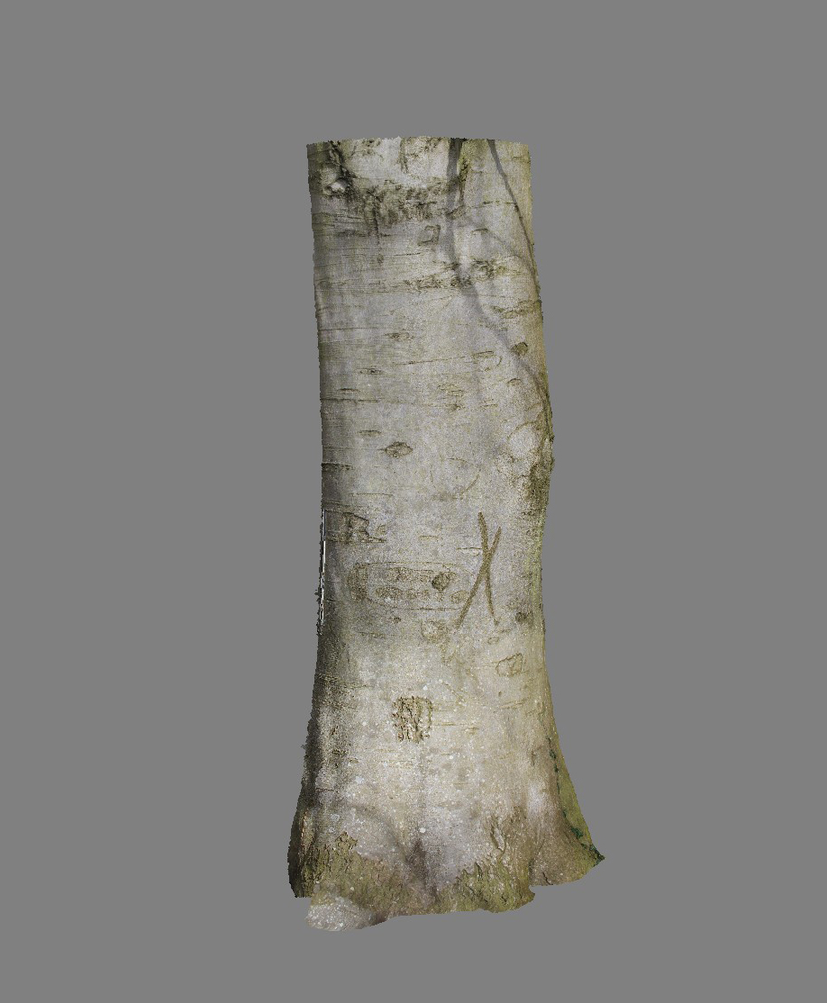 Arboglyphes_Vittefleur_arbre_27