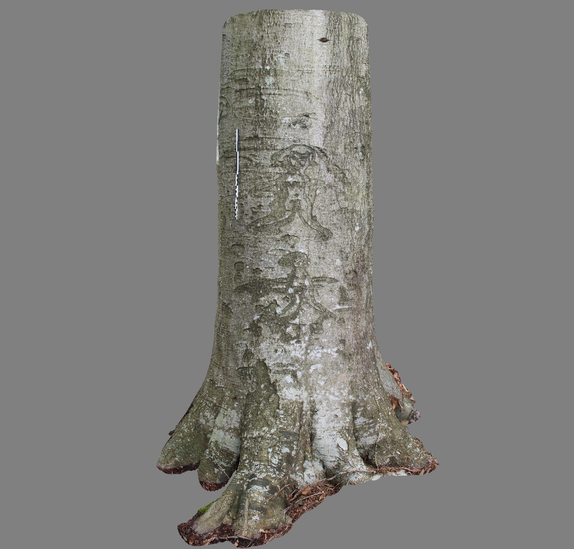 Arboglyphes_Vittefleur_arbre_31