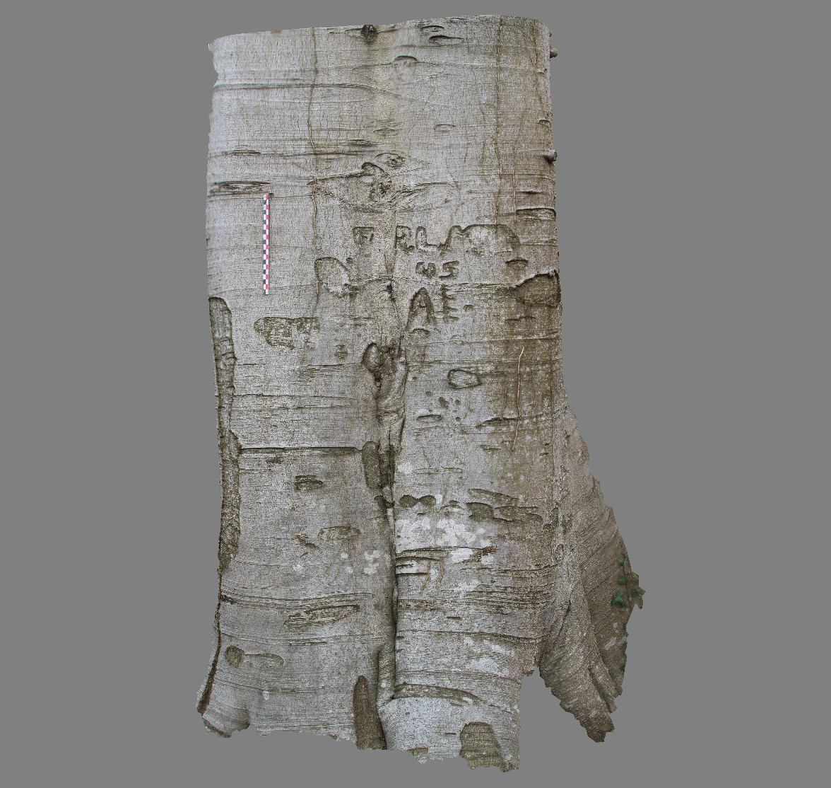 Arboglyphes_Vittefleur_arbre_49