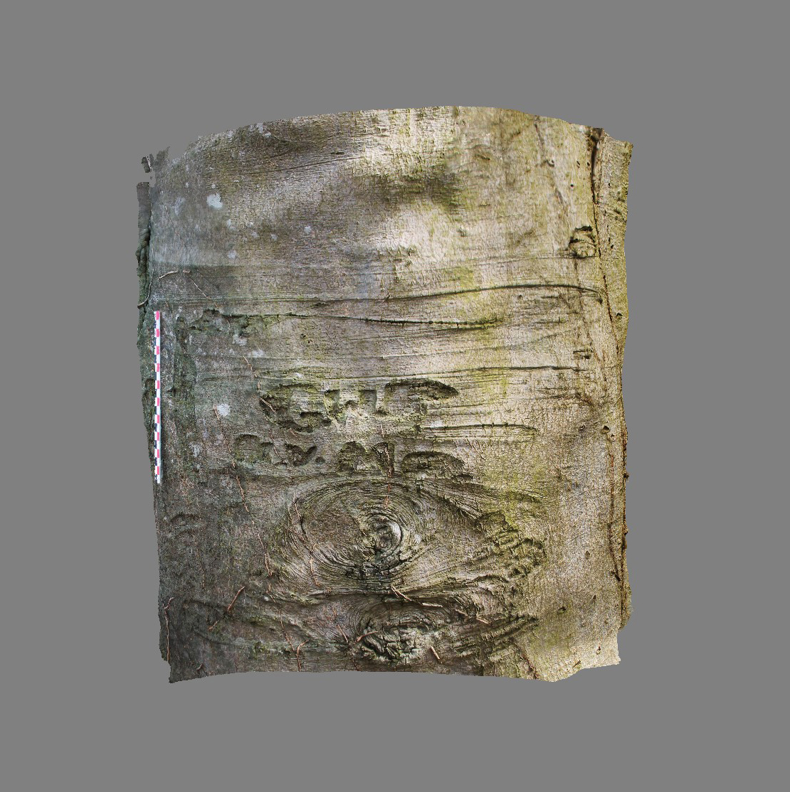 Arboglyphes_Vittefleur_arbre_52