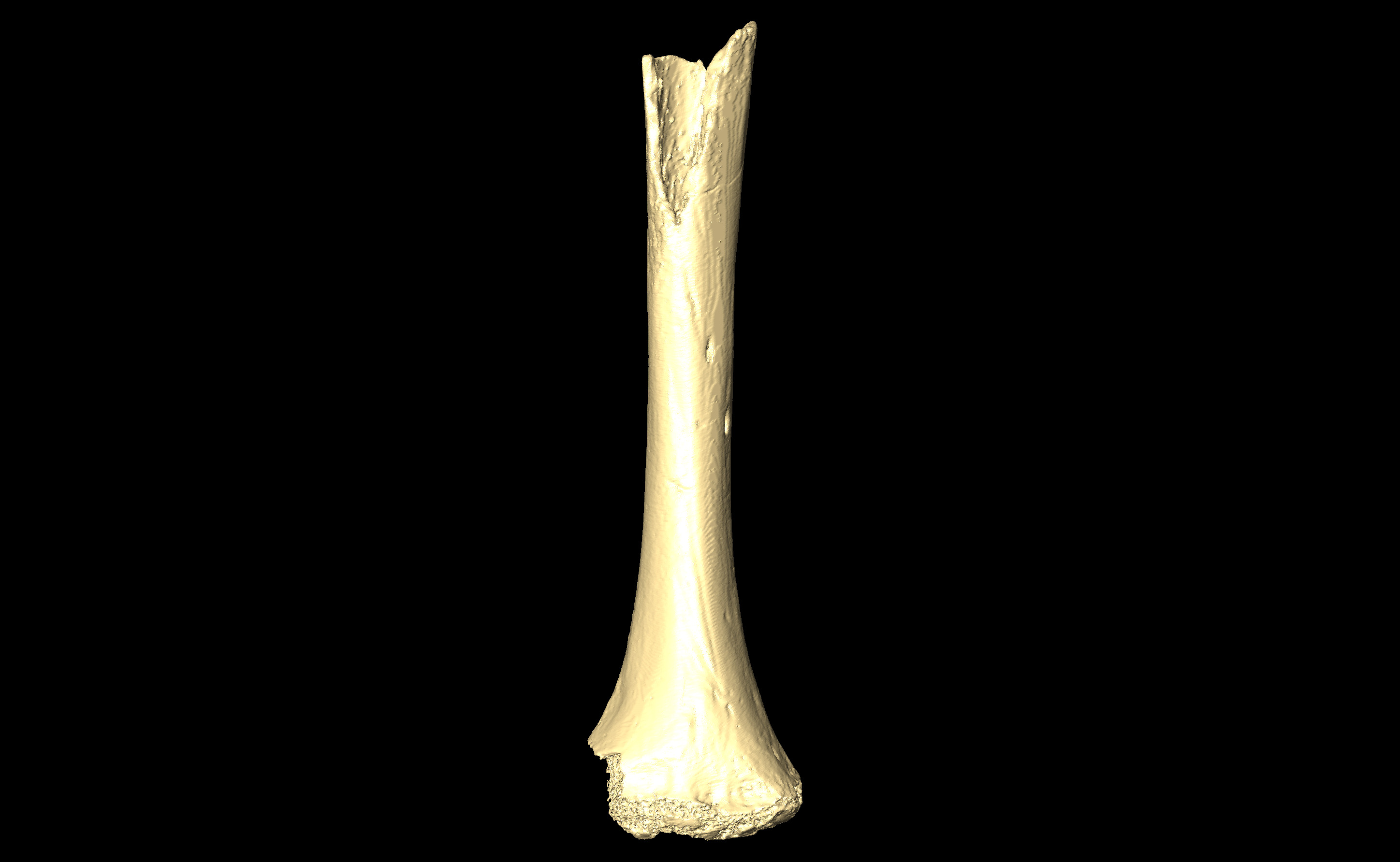 MNHN-HA-4252 (N° SV: 4252-01) Right Humerus