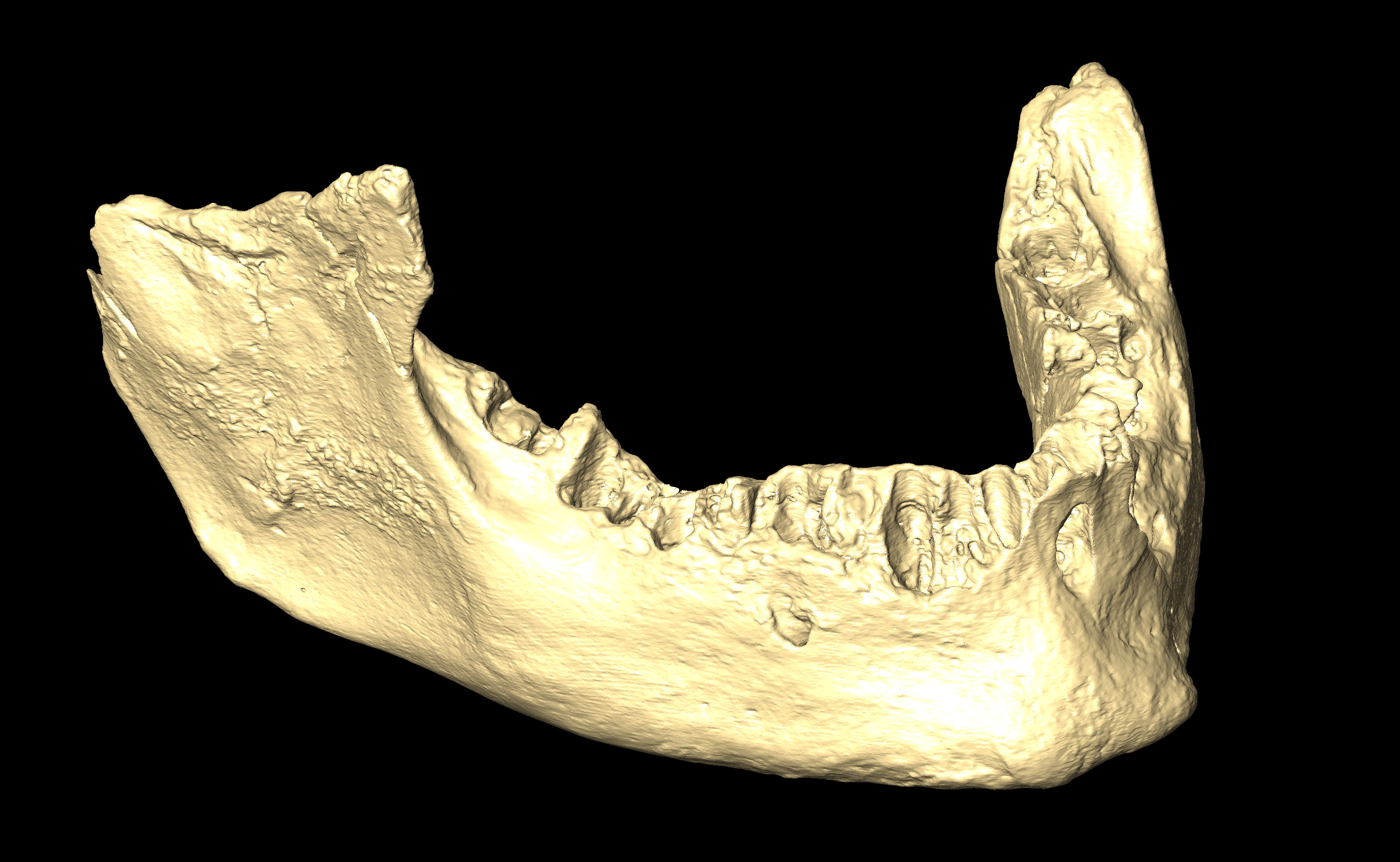 MNHN-HA-4253-2 Mandible