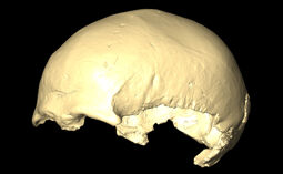 MNHN-HA-4255 Cranium