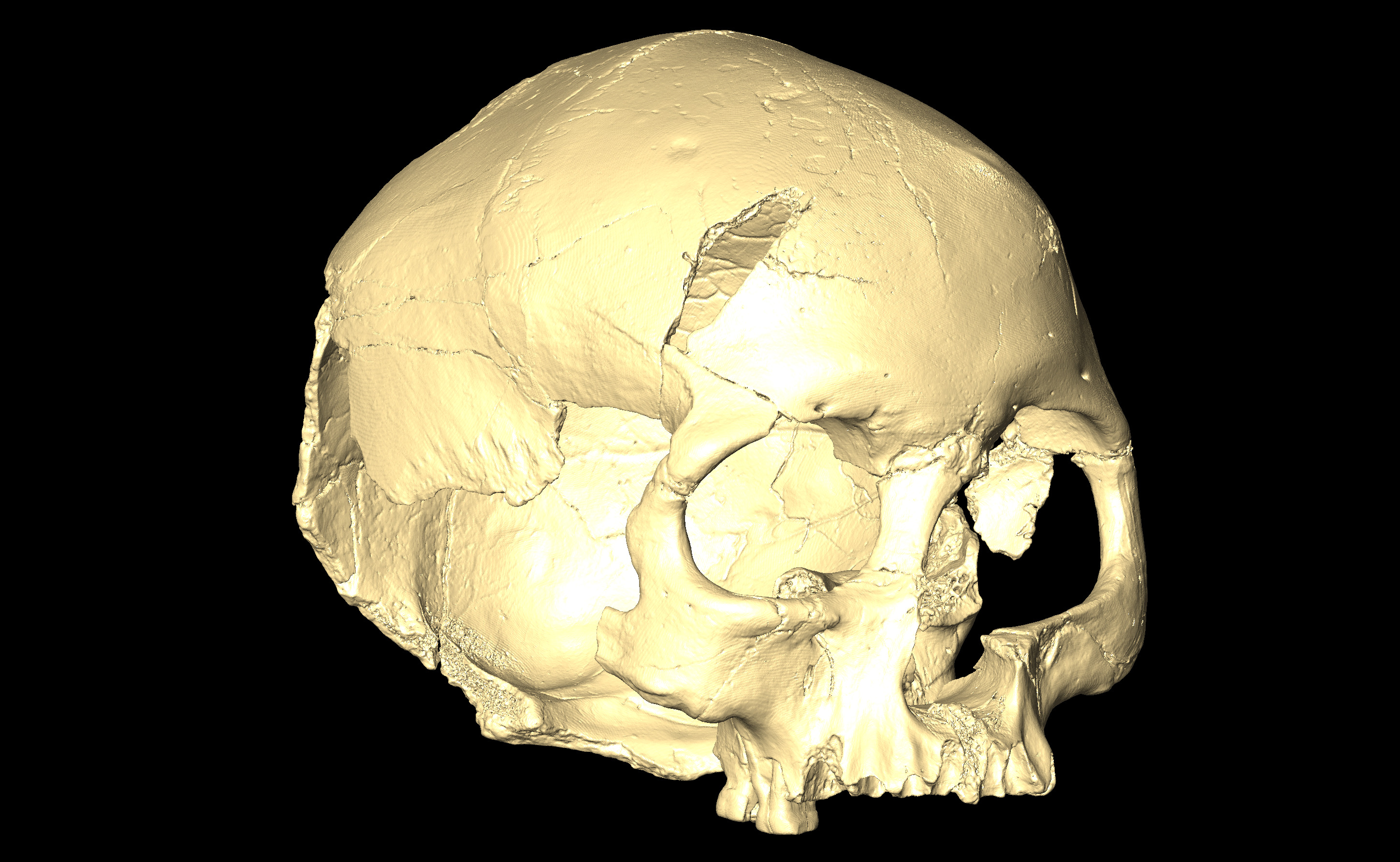 MNHN-HA-4254 Cranium