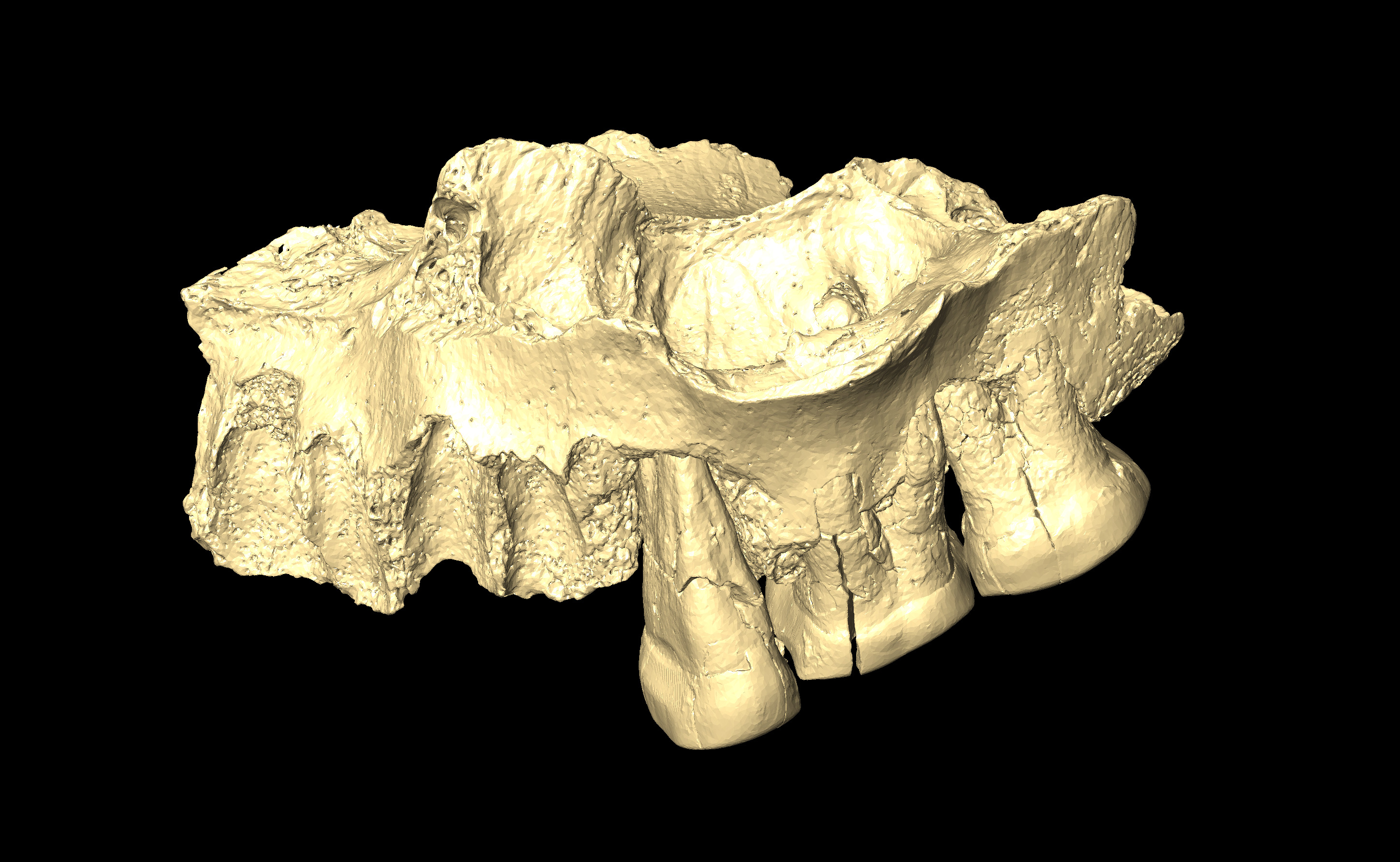 MNHN-HA-4257 Left Maxilla