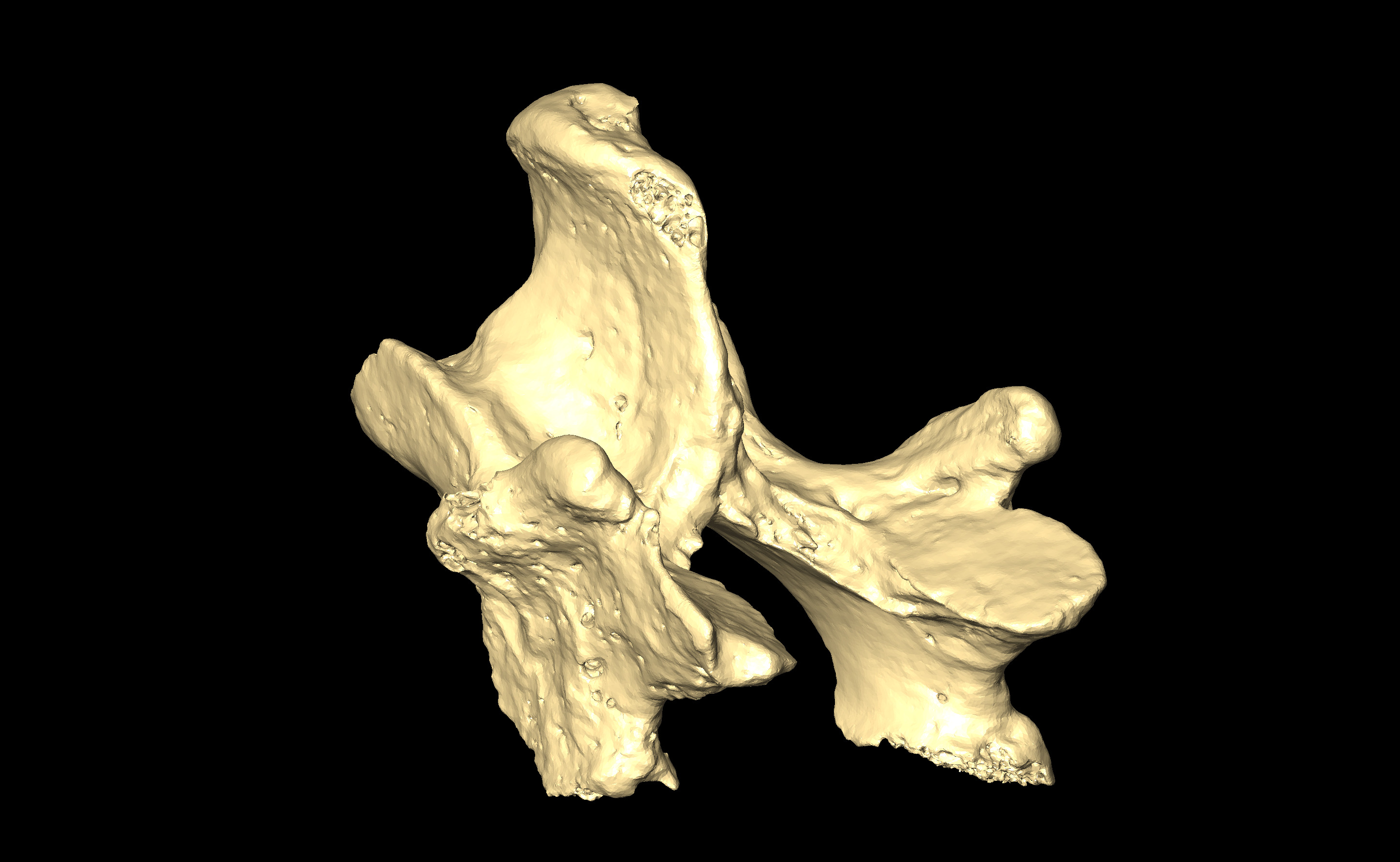 MNHN-HA-4267 Thoracic or Lumbar Vertebra