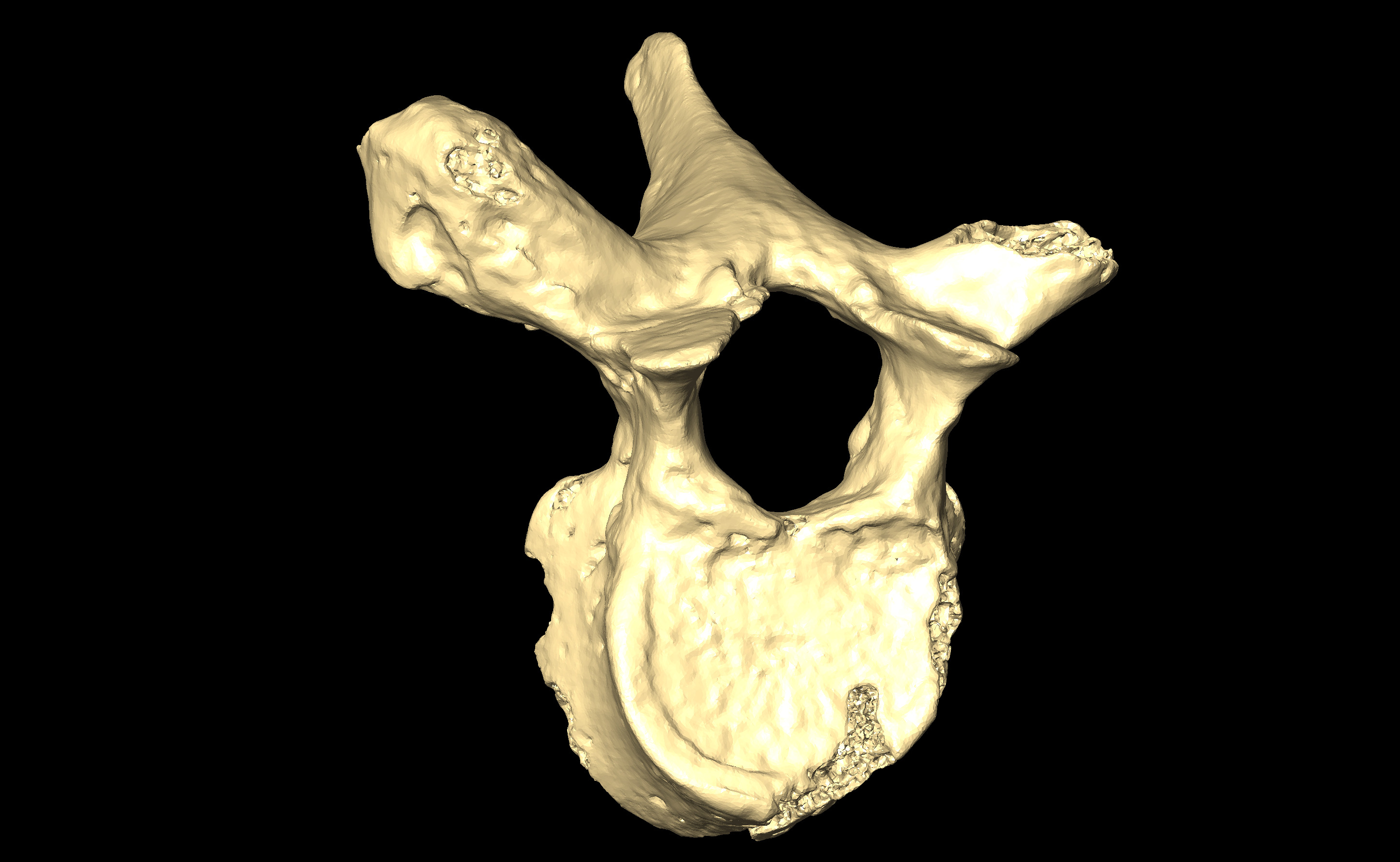 MNHN-HA-4270 Thoracic Vertebra