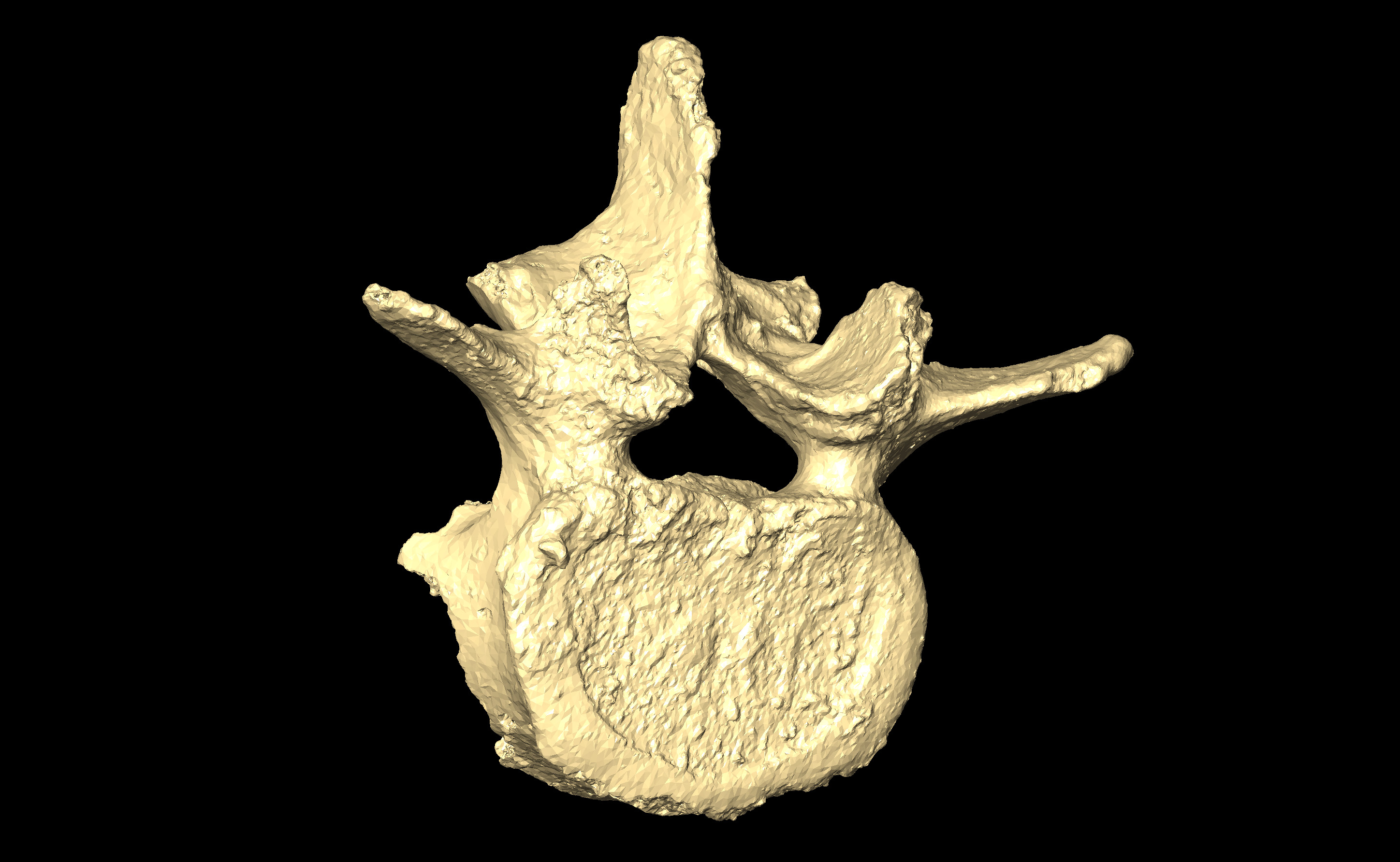 MNHN-HA-4280 Lumbar Vertebra 4