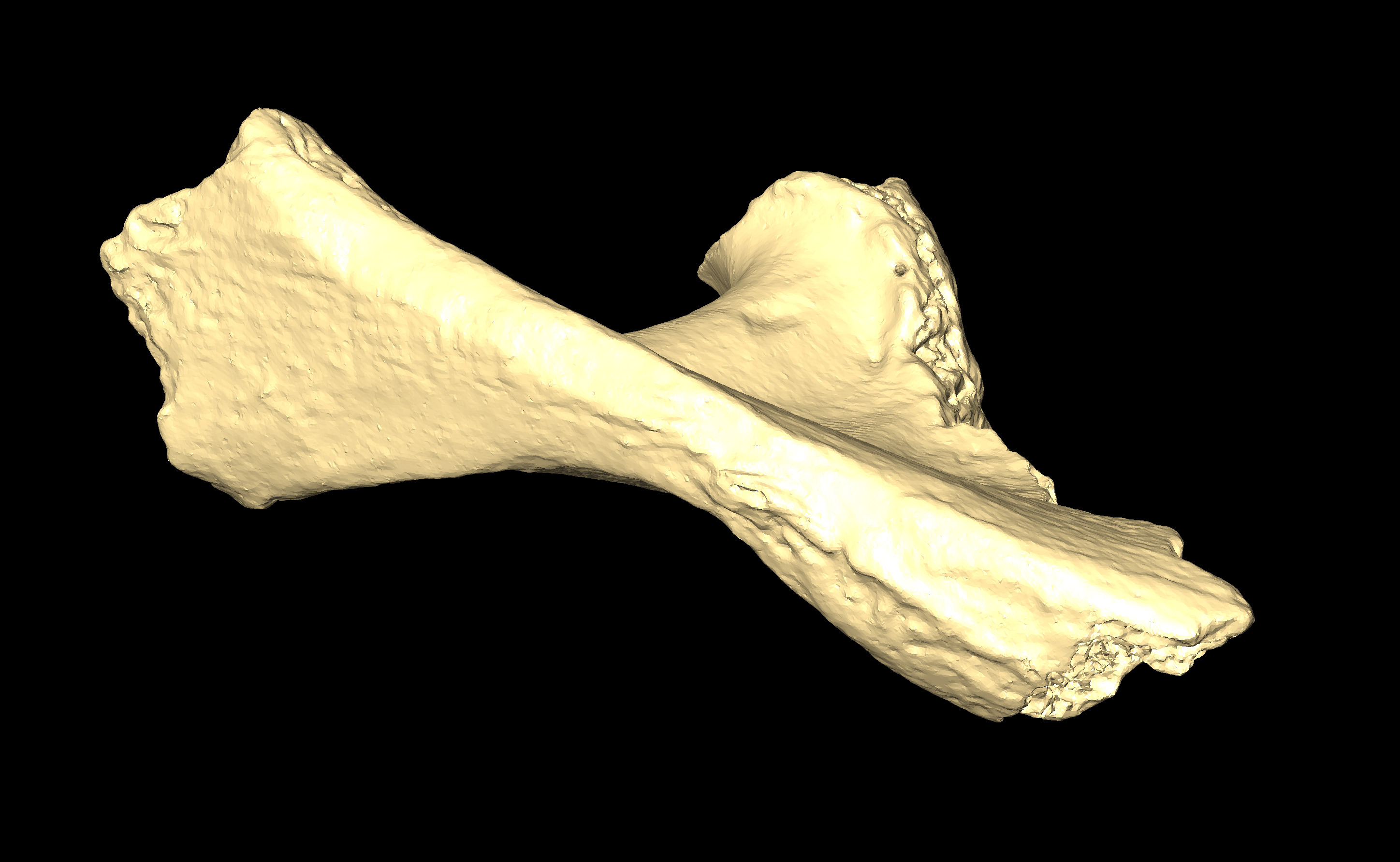 MNHN-HA-4291 Left Scapula