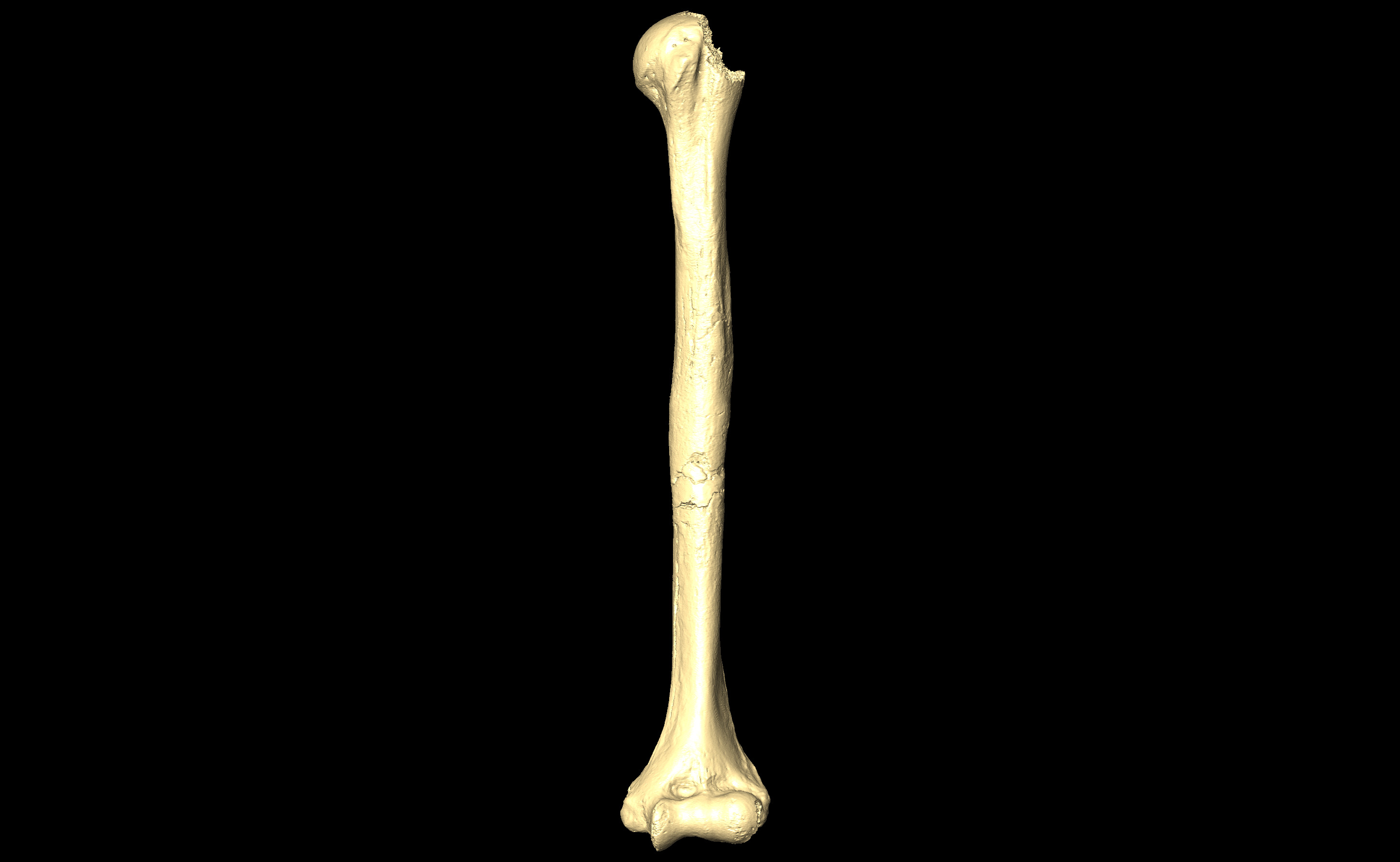 MNHN-HA-4295 Left Humerus