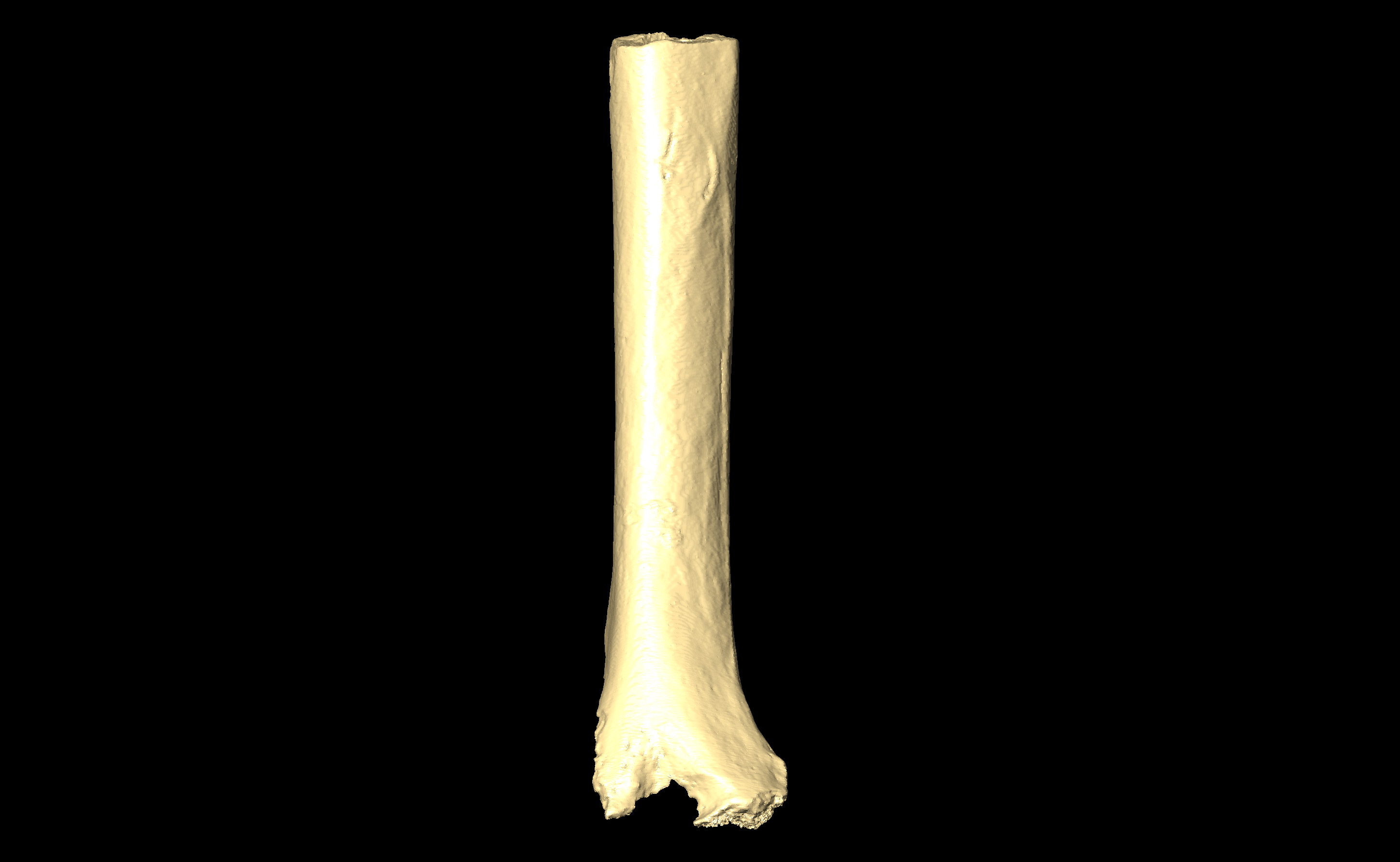 MNHN-HA-4296 Right Humerus