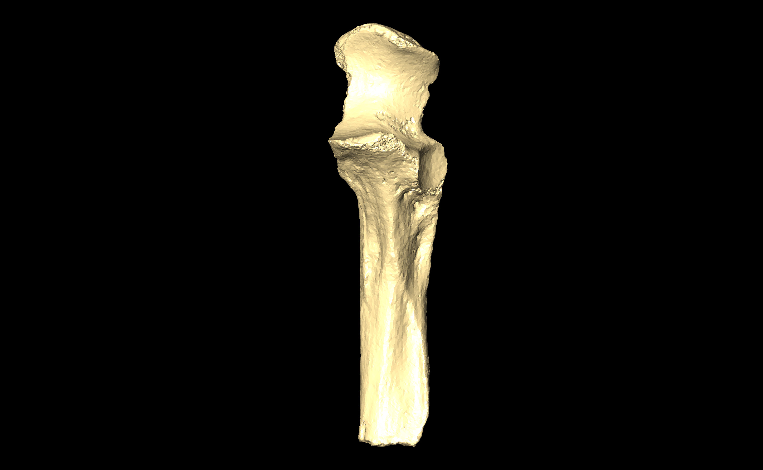 MNHN-HA-4302 Left Ulna