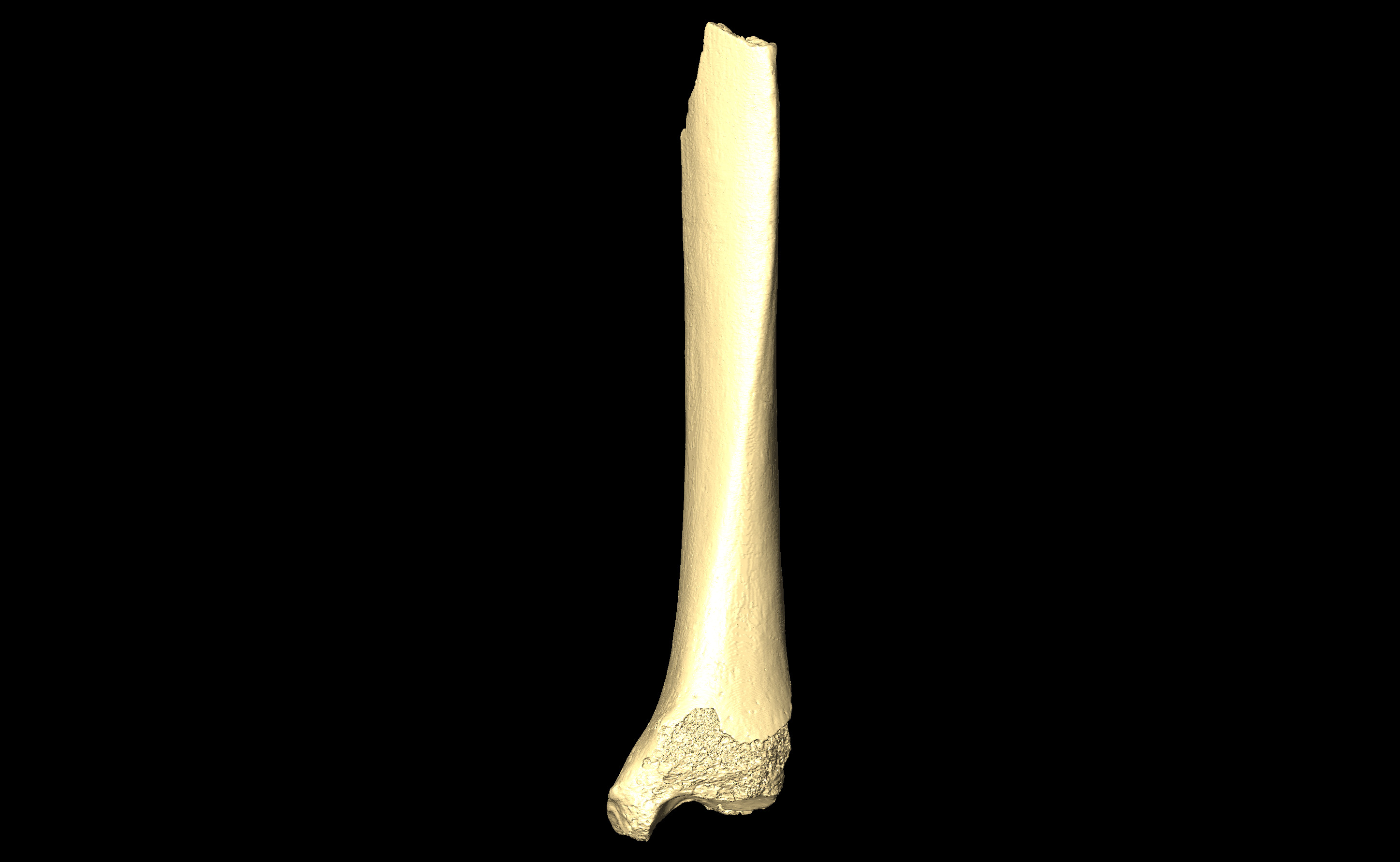 MNHN-HA-4331 Left Tibia