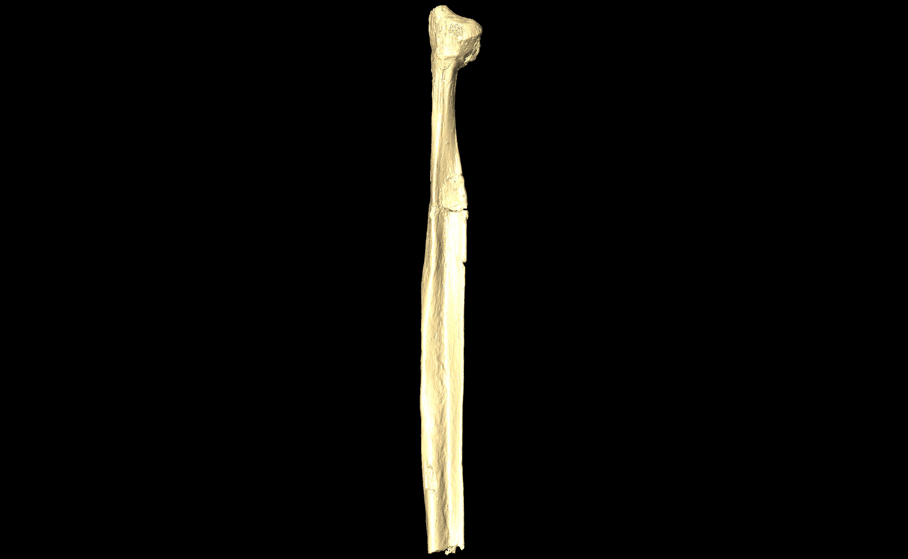 MNHN-HA-4334 (N° SV: 4334-prox) Right Fibula