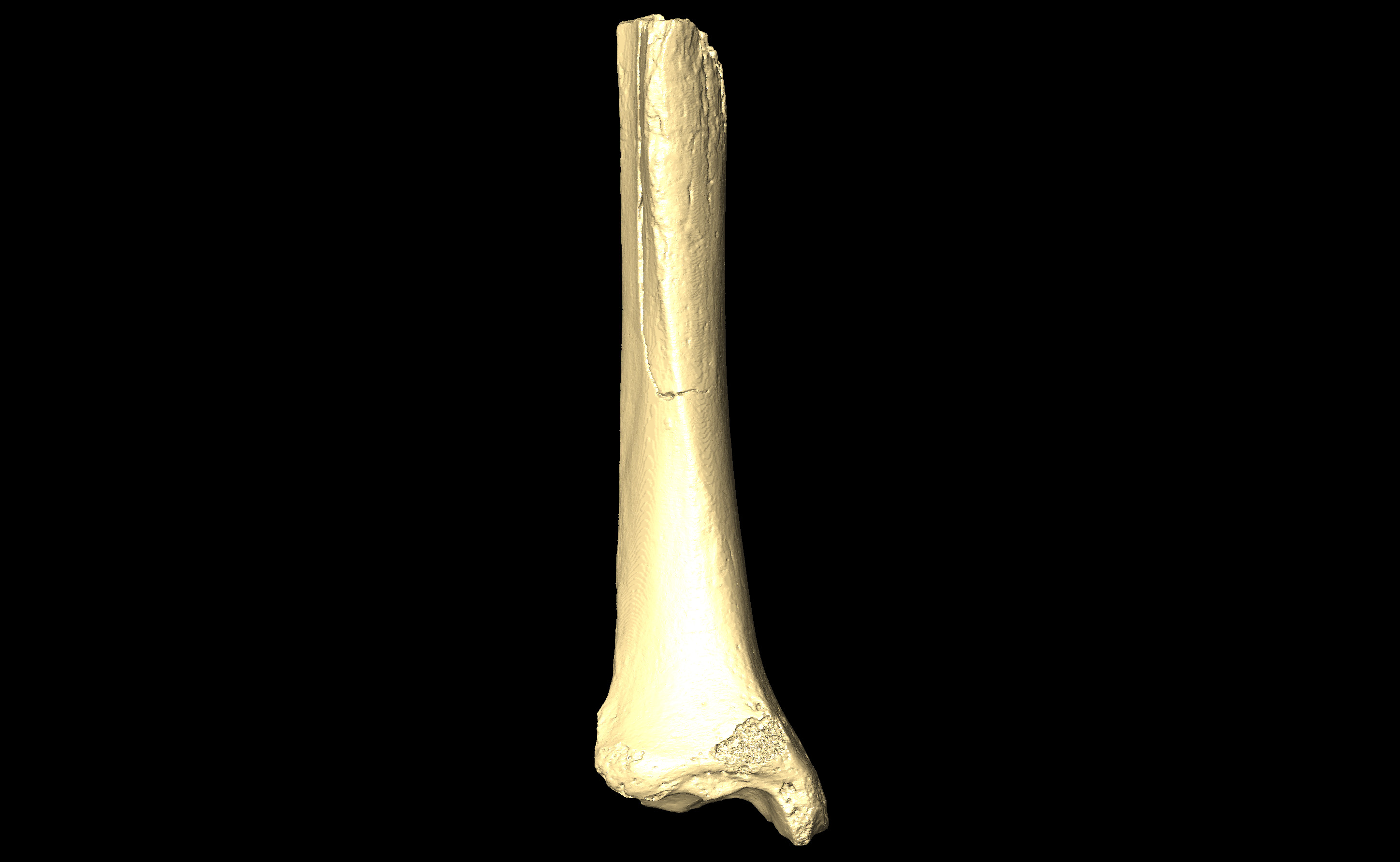 MNHN-HA-4333 Right Tibia